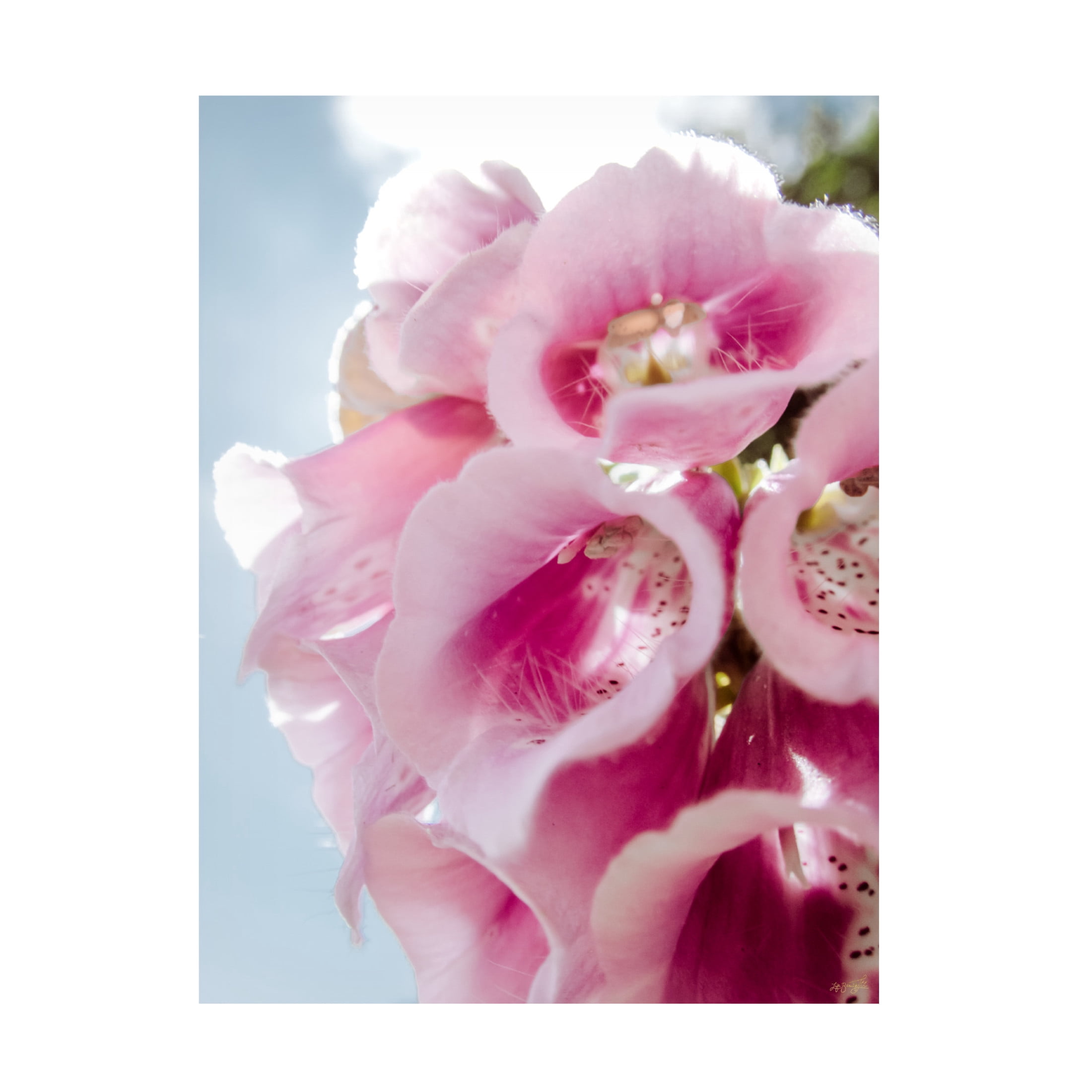 Canvas Wall Art - Life BeautifuLEE 'Pink Wedding Bell Florals' Wall Art for Living Room, Bedroom, or Office Décor by Trademark Fine Art - 35 x 47 Inches