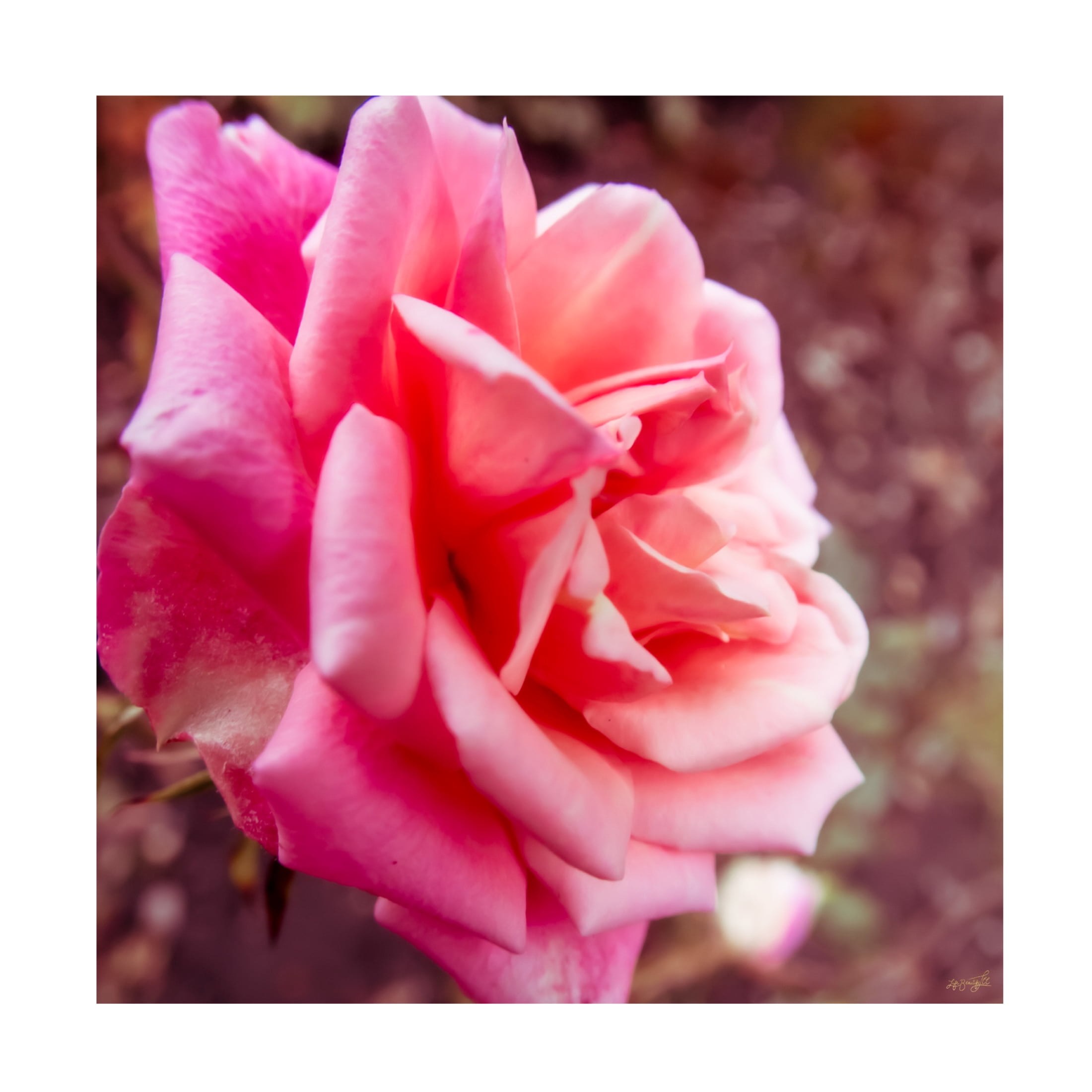 Canvas Wall Art - Life BeautifuLEE 'Pink and Dreaming 1' Wall Art for Living Room, Bedroom, or Office Décor by Trademark Fine Art - 35 x 35 Inches