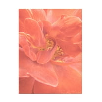 Canvas Wall Art - Life BeautifuLEE 'Soft and Wild 2' Wall Art for Living Room, Bedroom, or Office Décor by Trademark Fine Art - 14 x 19 Inches