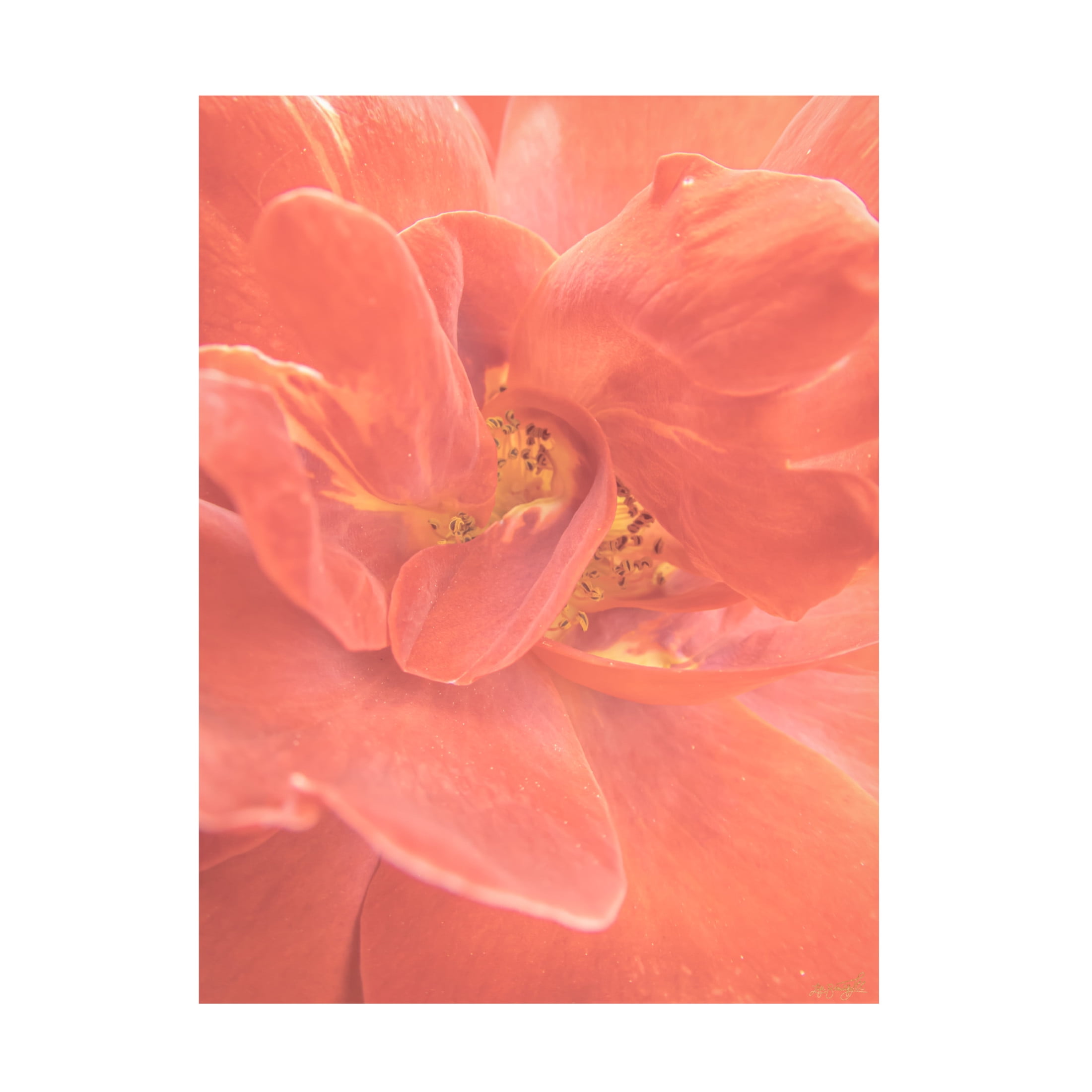 Canvas Wall Art - Life BeautifuLEE 'Soft and Wild 2' Wall Art for Living Room, Bedroom, or Office Décor by Trademark Fine Art - 24 x 32 Inches