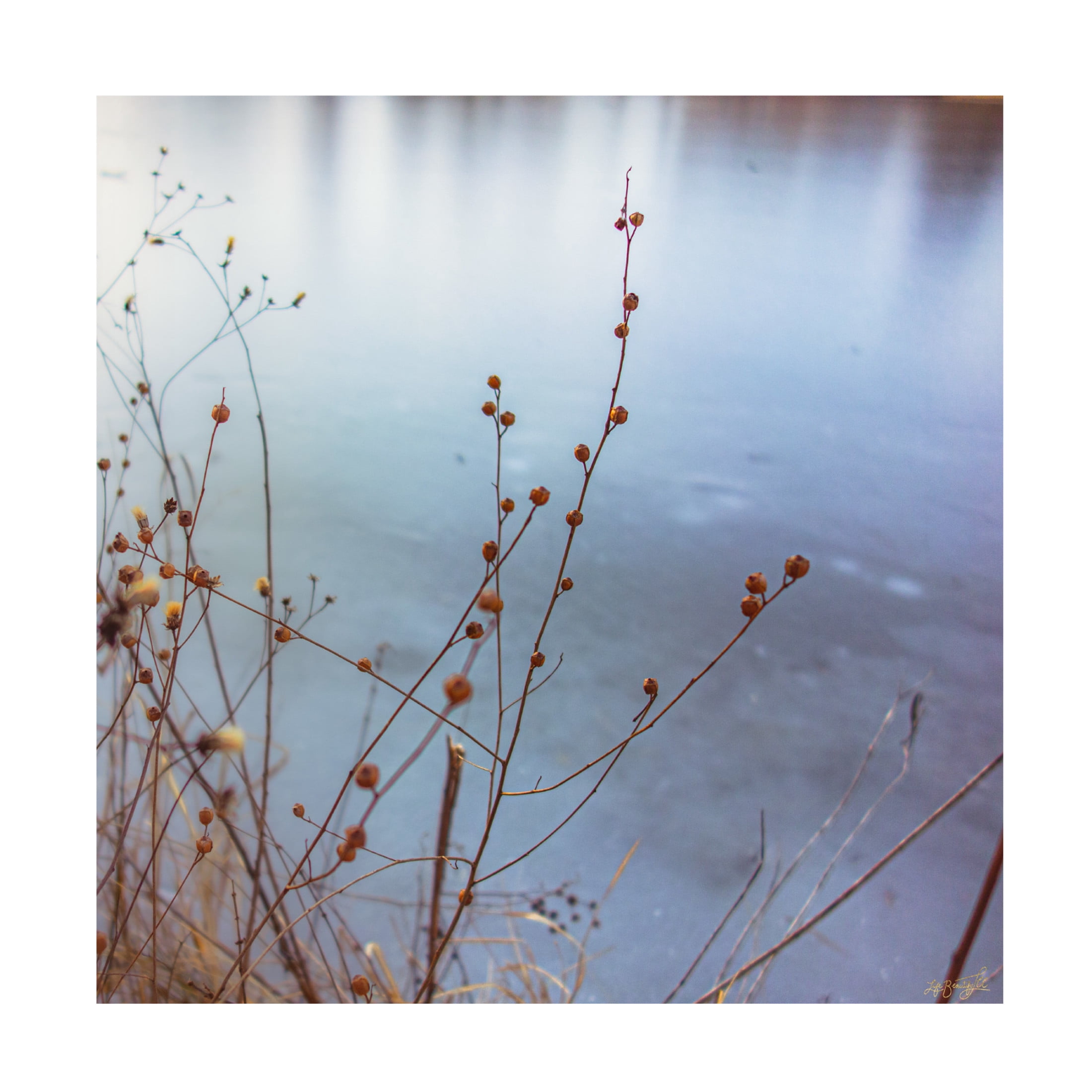 Canvas Wall Art - Life BeautifuLEE 'The Goldden Glass Lake 3' Wall Art for Living Room, Bedroom, or Office Décor by Trademark Fine Art - 18 x 18 Inches