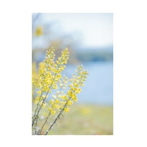 Canvas Wall Art - Life BeautifuLEE 'Tiny Yellow Boquets 1' Wall Art for Living Room, Bedroom, or Office Décor by Trademark Fine Art - 12 x 19 Inches