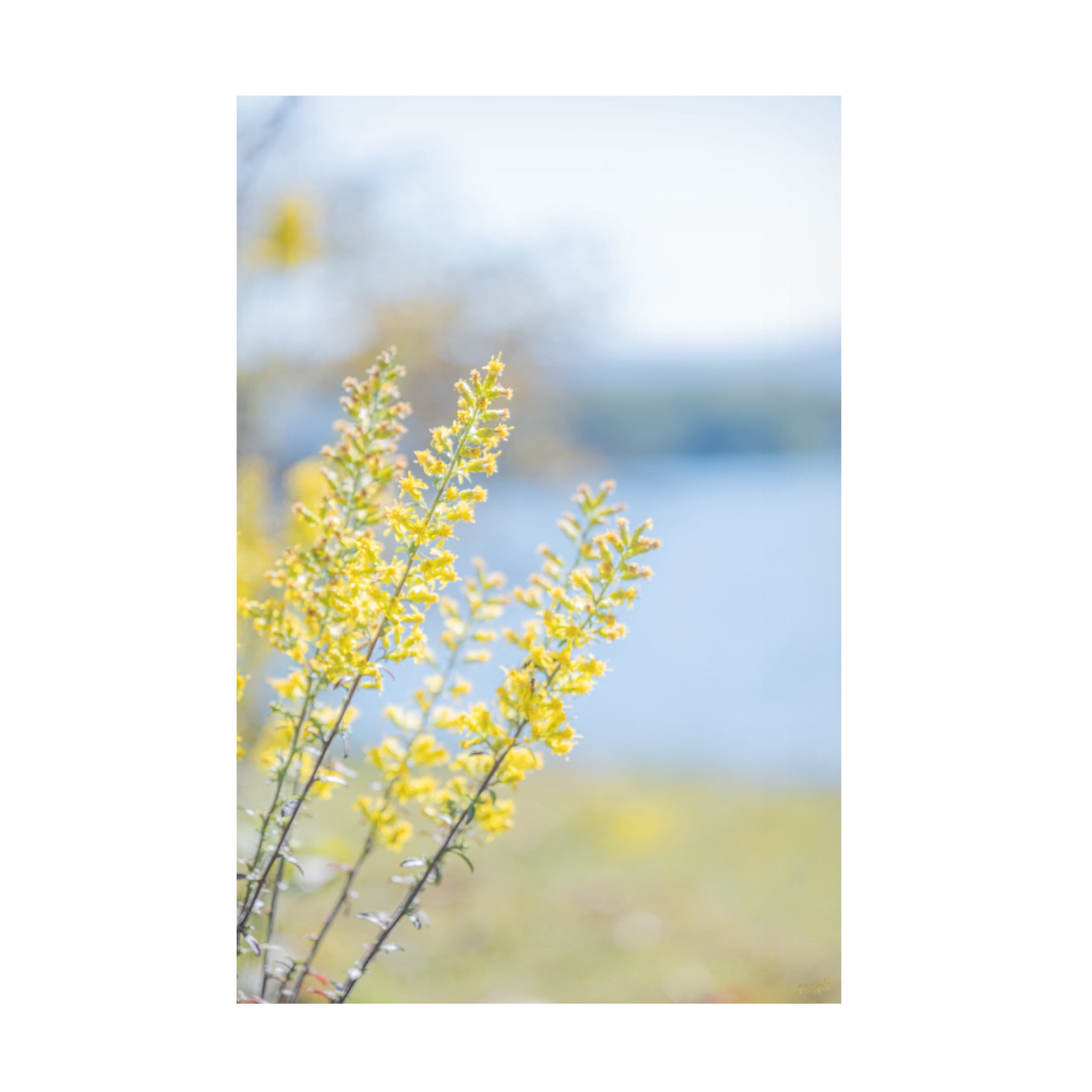 Canvas Wall Art - Life BeautifuLEE 'Tiny Yellow Boquets 1' Wall Art for Living Room, Bedroom, or Office Décor by Trademark Fine Art - 30 x 47 Inches
