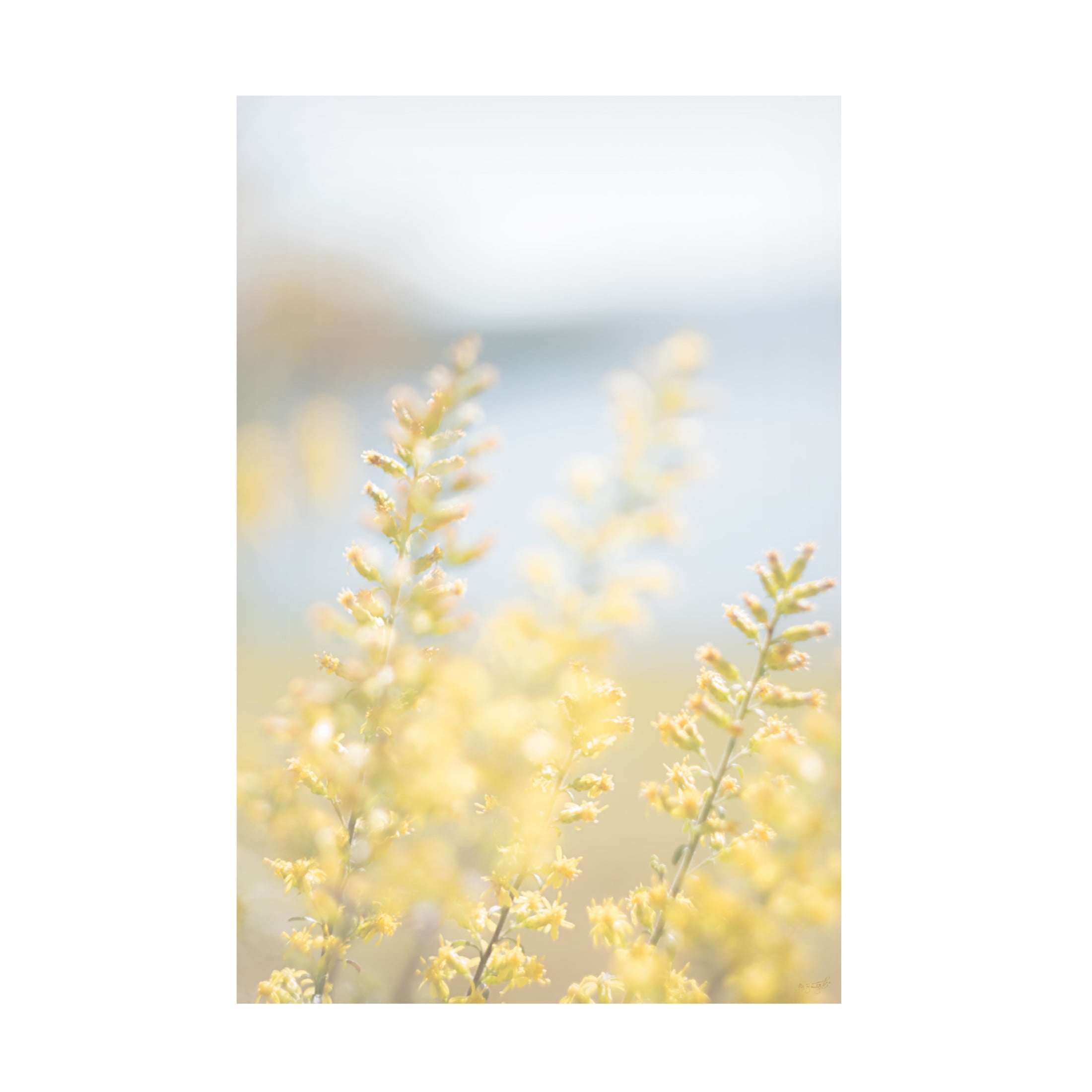 Canvas Wall Art - Life BeautifuLEE 'Tiny Yellow Boquets 2' Wall Art for Living Room, Bedroom, or Office Décor by Trademark Fine Art - 22 x 32 Inches