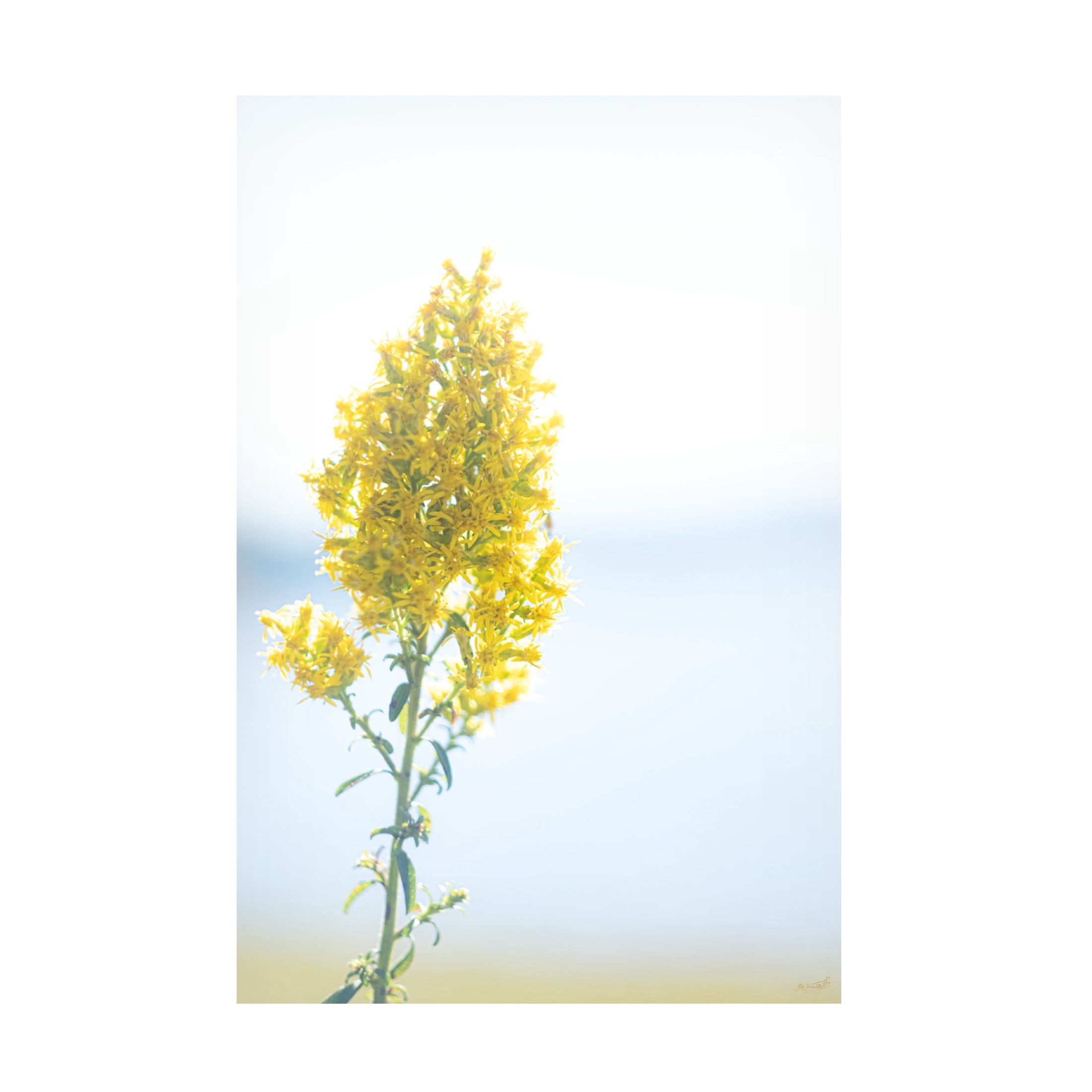 Canvas Wall Art - Life BeautifuLEE 'Tiny Yellow Boquets 4' Wall Art for Living Room, Bedroom, or Office Décor by Trademark Fine Art - 30 x 47 Inches