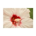 thumbnail image 1 of Canvas Wall Art - Life BeautifuLEE 'Up Close White and Red 2' Wall Art for Living Room, Bedroom, or Office Décor by Trademark Fine Art - 24 x 16 Inches, 1 of 4