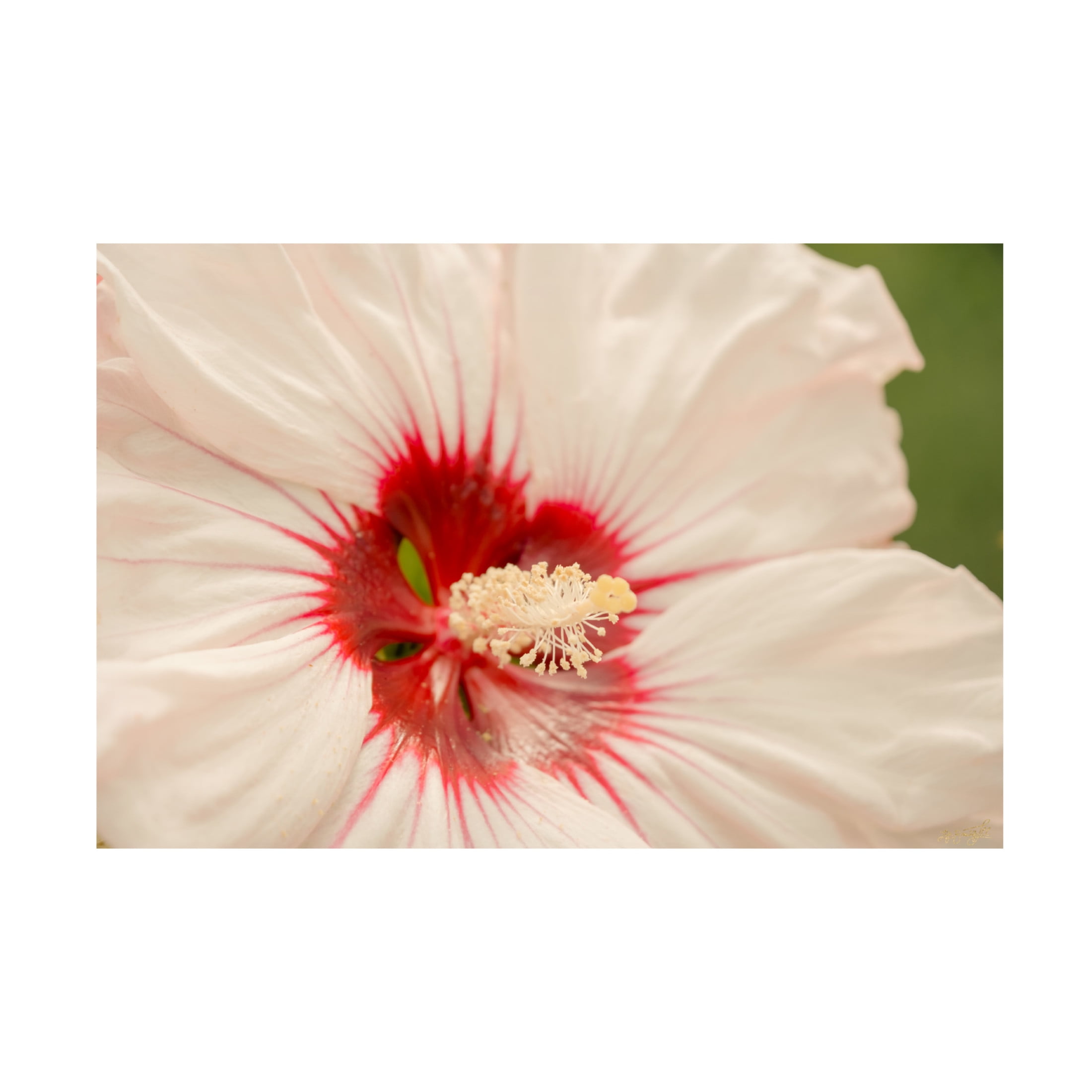 Canvas Wall Art - Life BeautifuLEE 'Up Close White and Red 2' Wall Art for Living Room, Bedroom, or Office Décor by Trademark Fine Art - 47 x 30 Inches