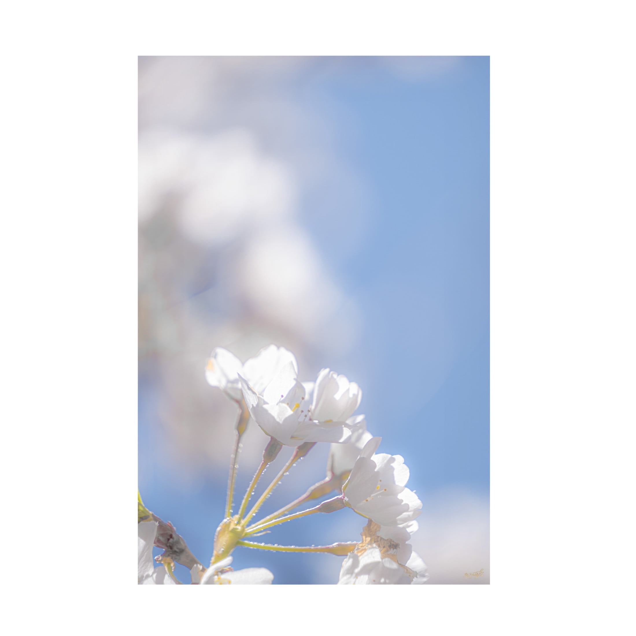 Canvas Wall Art - Life BeautifuLEE 'White Flowers Kissing Blue Sky 11' Wall Art for Living Room, Bedroom, or Office Décor by Trademark Fine Art - 30 x 47 Inches