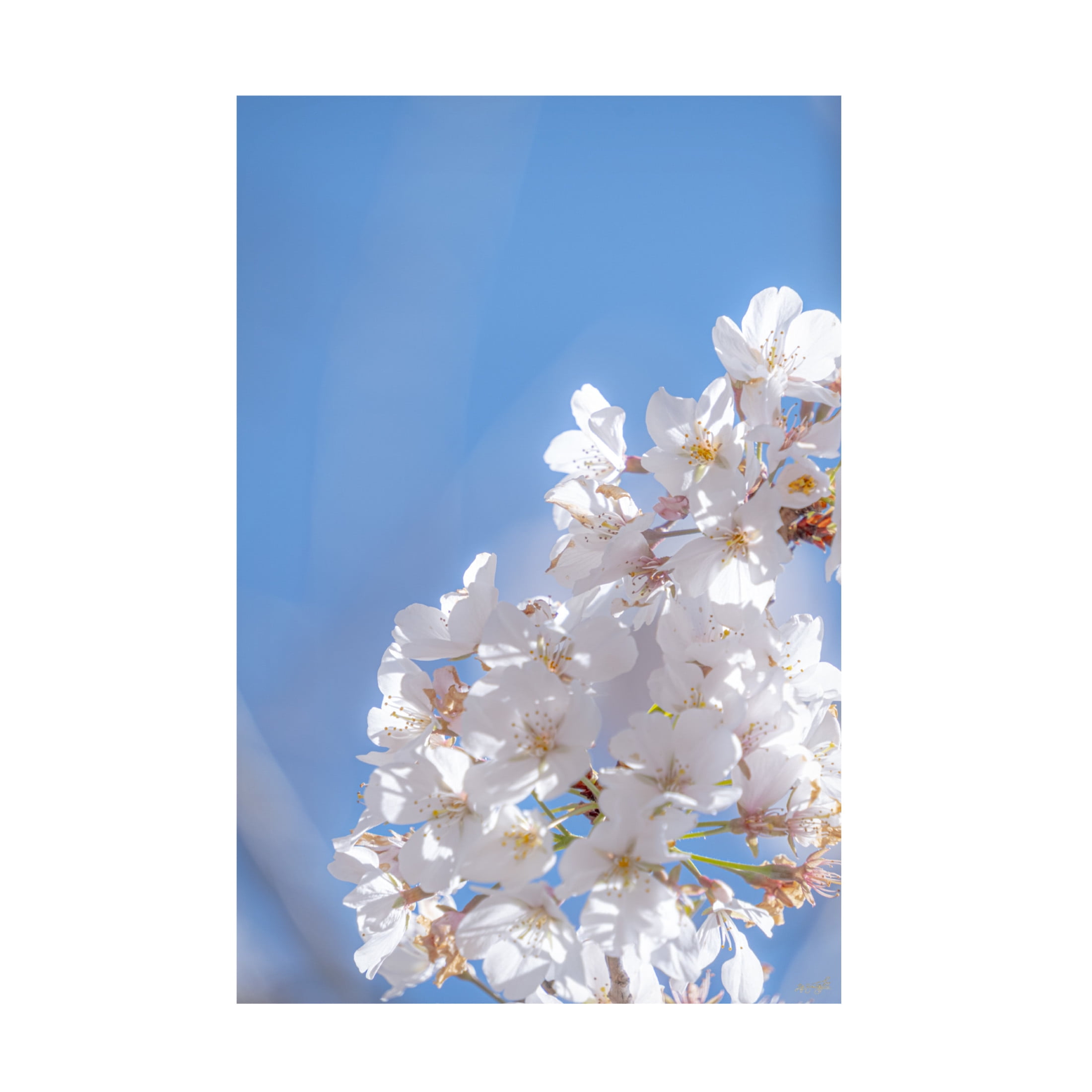 Canvas Wall Art - Life BeautifuLEE 'White Flowers Kissing Blue Sky 5' Wall Art for Living Room, Bedroom, or Office Décor by Trademark Fine Art - 16 x 24 Inches