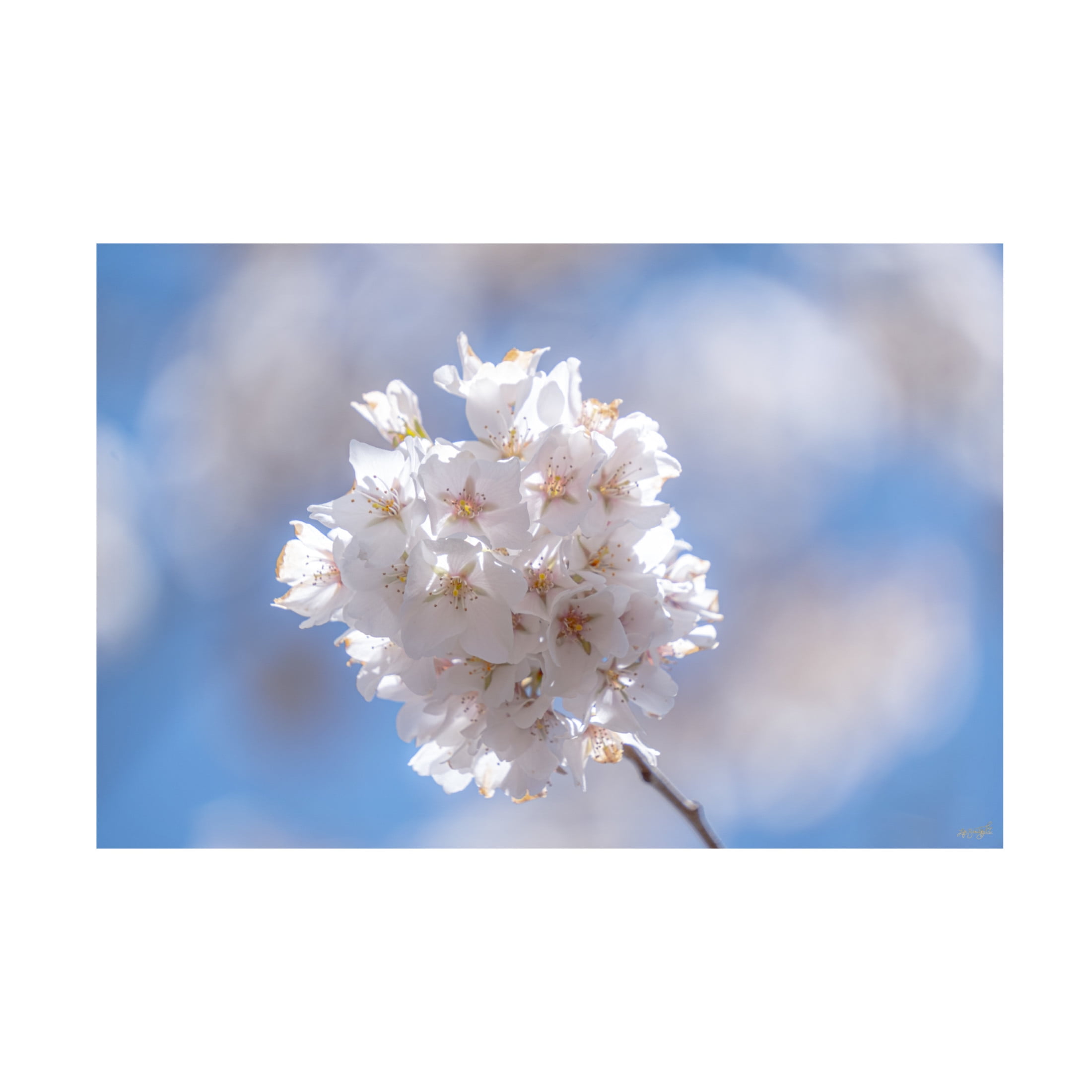 Canvas Wall Art - Life BeautifuLEE 'White Flowers Kissing Blue Sky 6' Wall Art for Living Room, Bedroom, or Office Décor by Trademark Fine Art - 19 x 12 Inches
