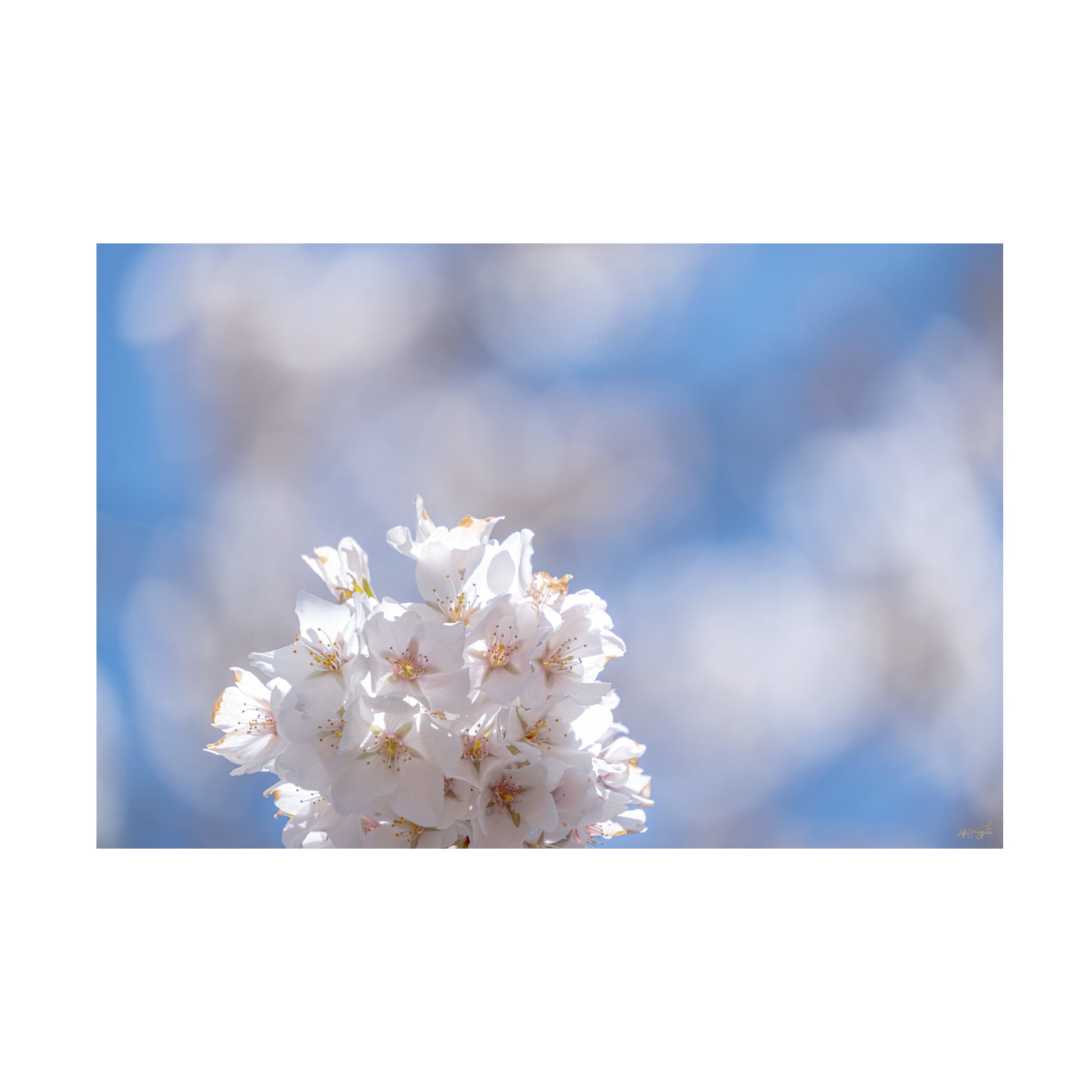 Canvas Wall Art - Life BeautifuLEE 'White Flowers Kissing Blue Sky 7' Wall Art for Living Room, Bedroom, or Office Décor by Trademark Fine Art - 32 x 22 Inches
