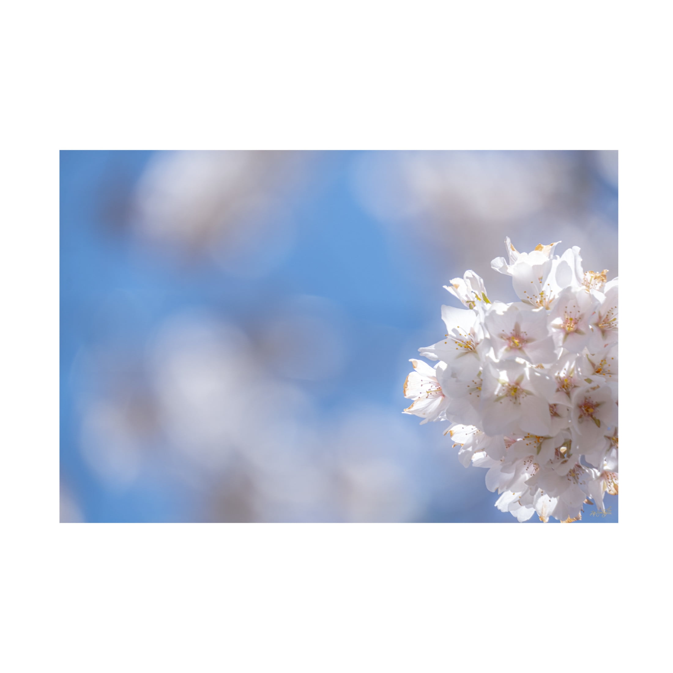 Canvas Wall Art - Life BeautifuLEE 'White Flowers Kissing Blue Sky 8' Wall Art for Living Room, Bedroom, or Office Décor by Trademark Fine Art - 47 x 30 Inches