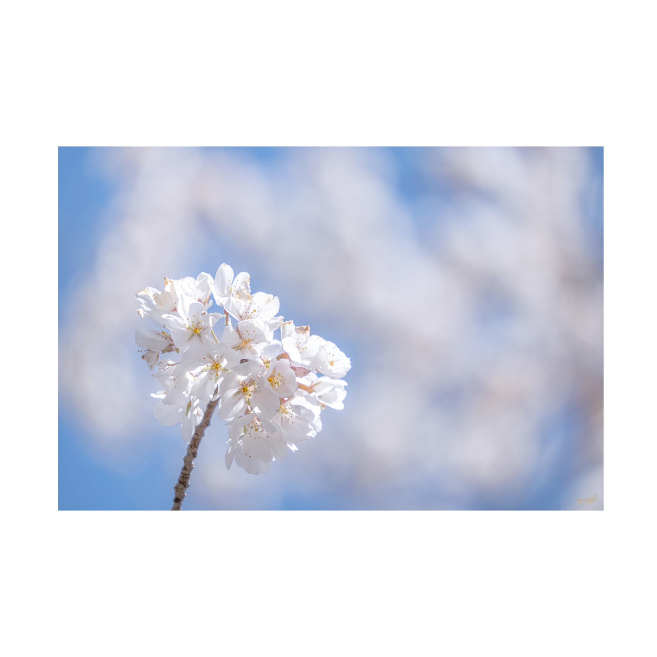 Canvas Wall Art - Life BeautifuLEE 'White Flowers Kissing Blue Sky 9' Wall Art for Living Room, Bedroom, or Office Décor by Trademark Fine Art - 19 x 12 Inches