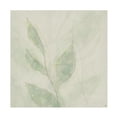 thumbnail image 1 of Canvas Wall Art - Line and Brush 'Botanical Shadowed' Wall Art for Living Room, Bedroom, or Office Décor by Trademark Fine Art - 18 x 18 Inches, 1 of 4