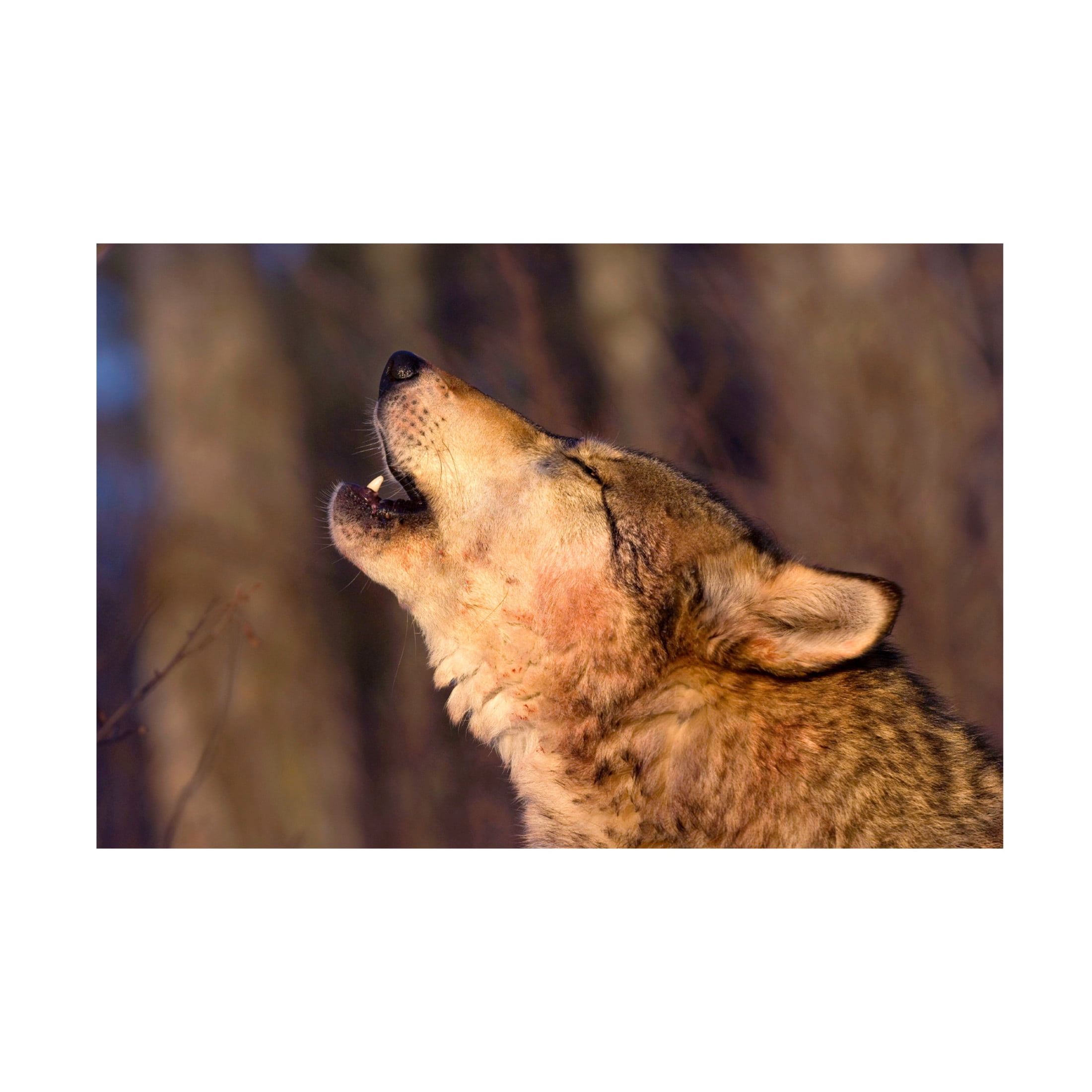 Canvas Wall Art - Lisa Dearing 'Lonesome Howl' Wall Art for Living Room, Bedroom, or Office Décor by Trademark Fine Art - 32 x 22 Inches