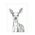 thumbnail image 1 of Canvas Wall Art - Lor Muller 'Deer' Wall Art for Living Room, Bedroom, or Office Décor by Trademark Fine Art - 35 x 47 Inches, 1 of 4