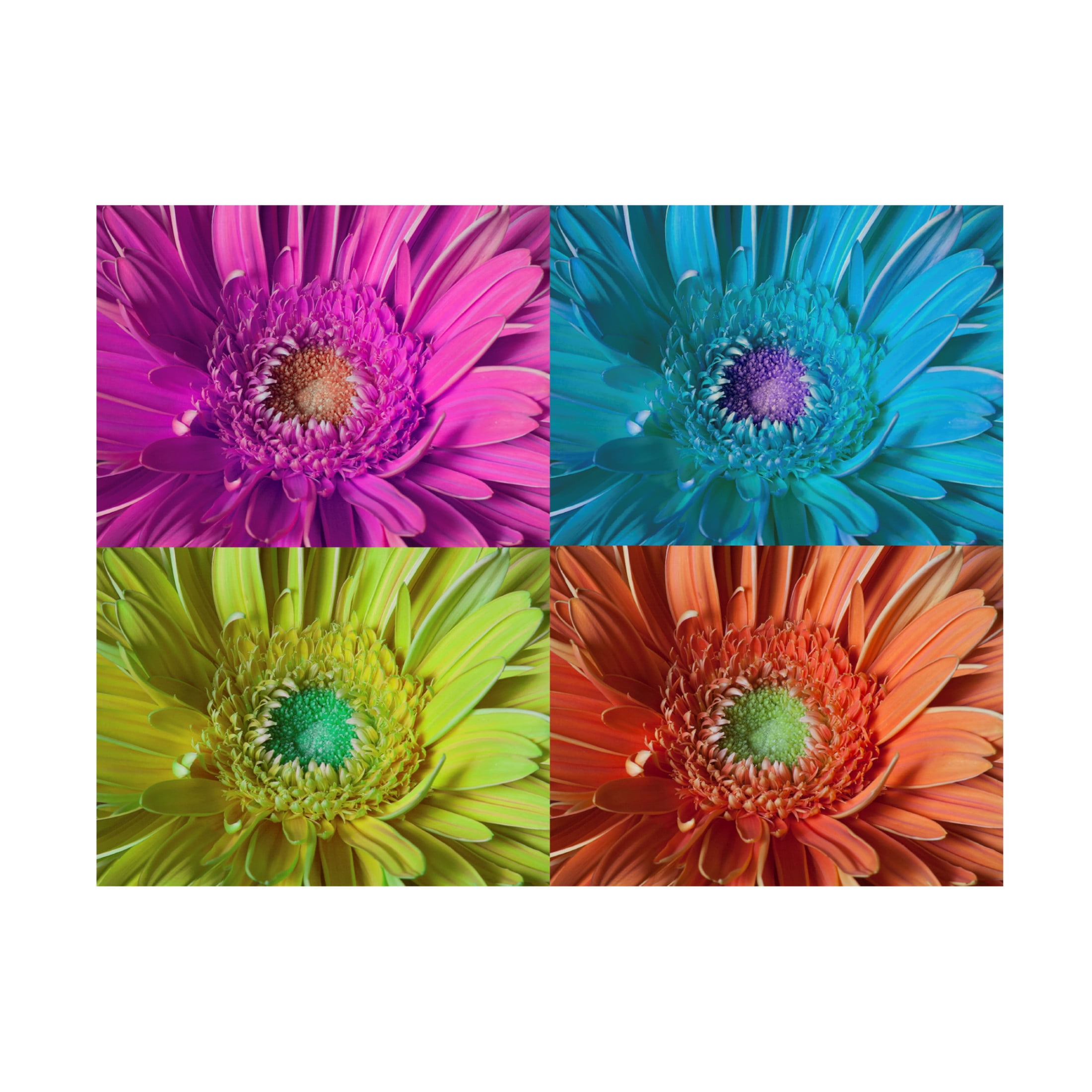 Canvas Wall Art - Lori Hutchison 'Chryst-Mum' Wall Art for Living Room, Bedroom, or Office Décor by Trademark Fine Art - 24 x 18 Inches