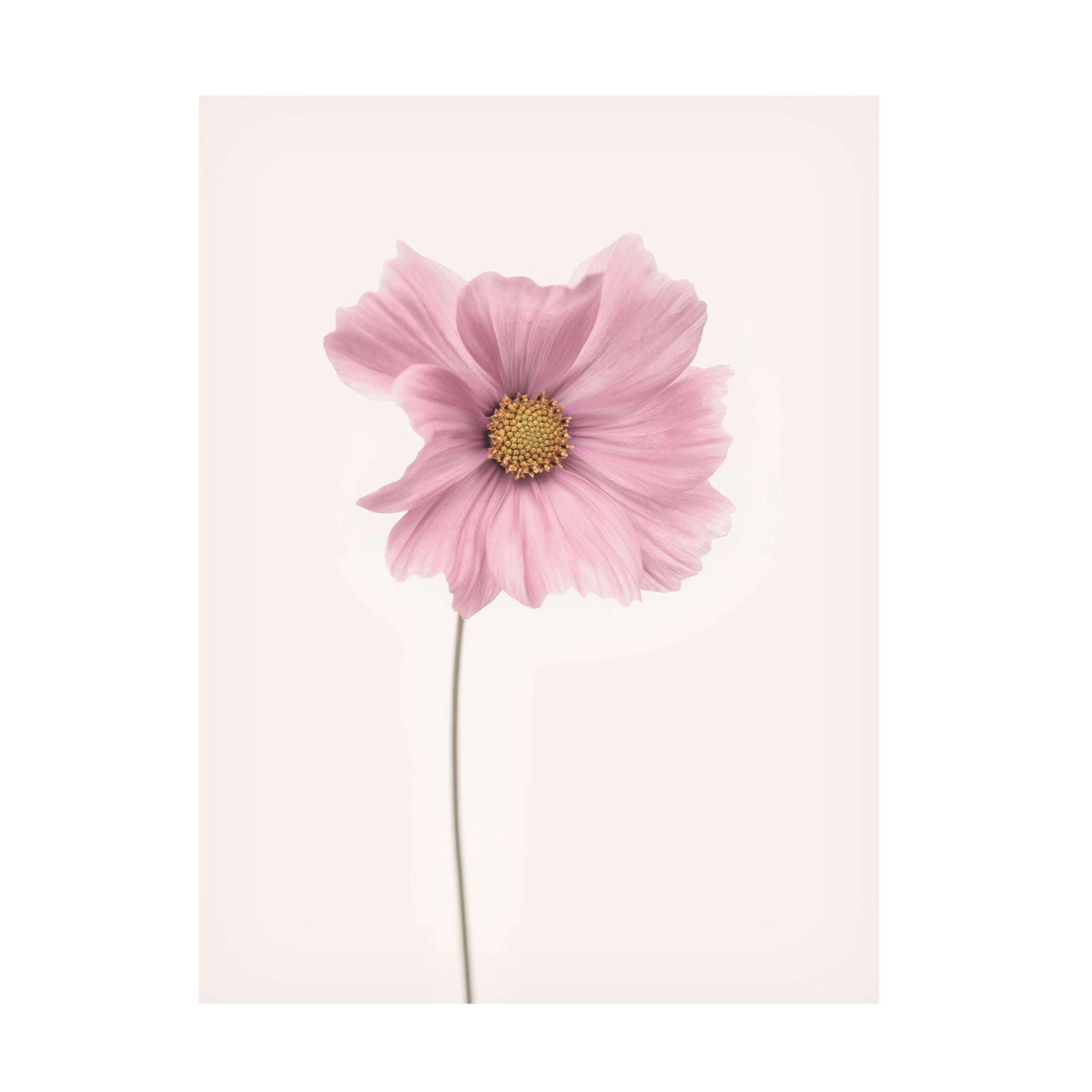Canvas Wall Art - Lotte Gronkjar 'Cosmos Flower' Wall Art for Living Room, Bedroom, or Office Décor by Trademark Fine Art - 24 x 32 Inches