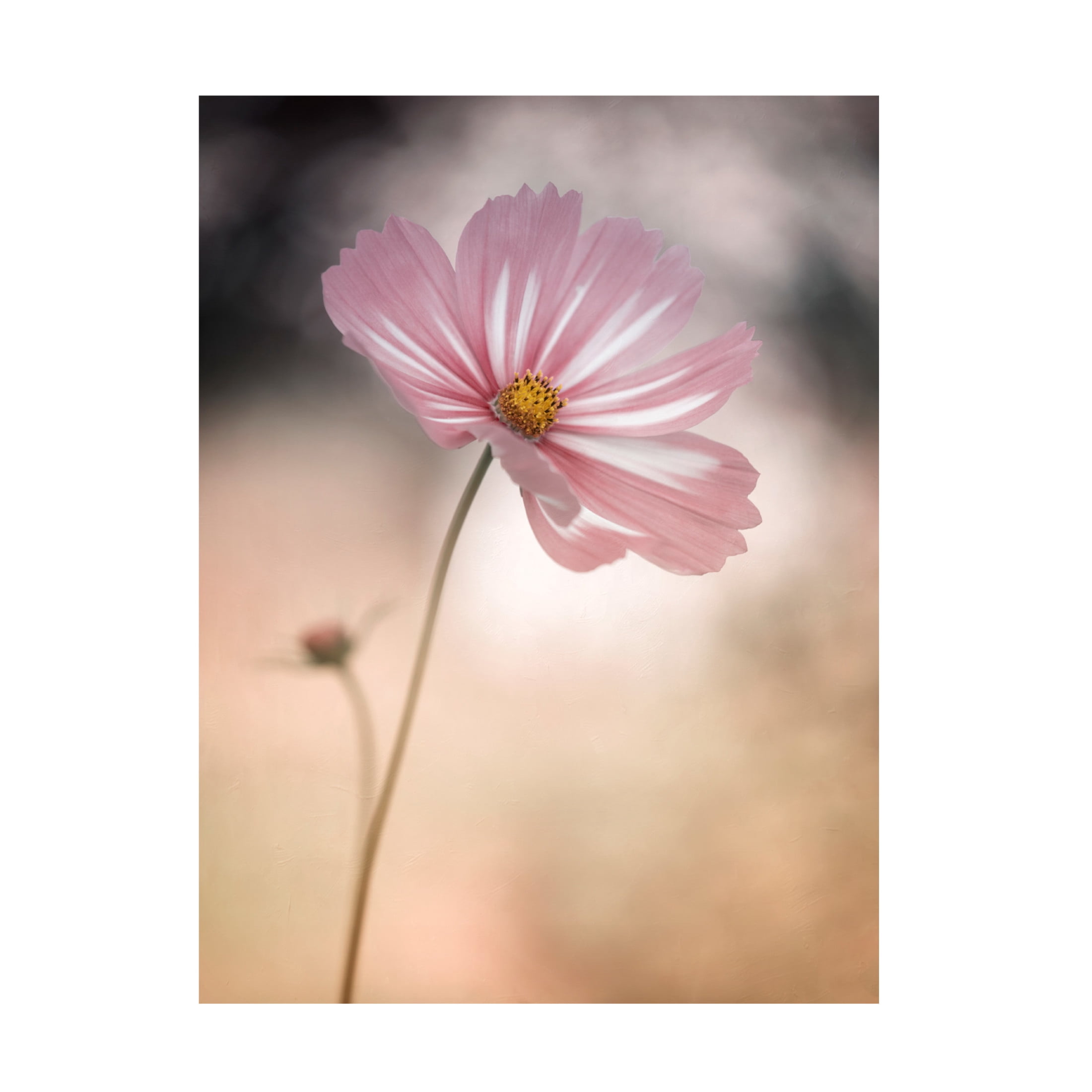 Canvas Wall Art - Lotte Gronkjar 'Cosmos' Wall Art for Living Room, Bedroom, or Office Décor by Trademark Fine Art - 14 x 19 Inches