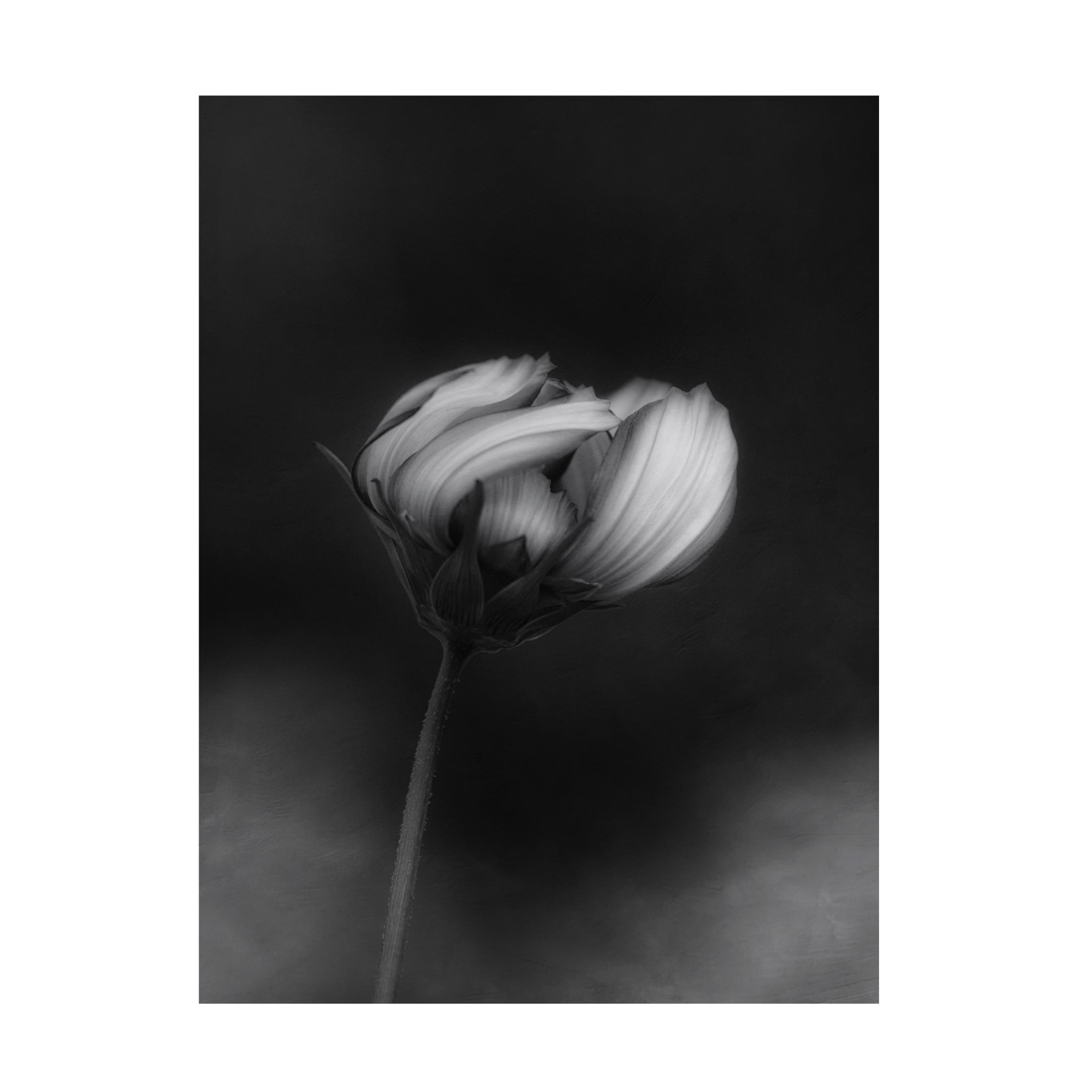 Canvas Wall Art - Lotte Gronkjar 'Cosmos' Wall Art for Living Room, Bedroom, or Office Décor by Trademark Fine Art - 14 x 19 Inches