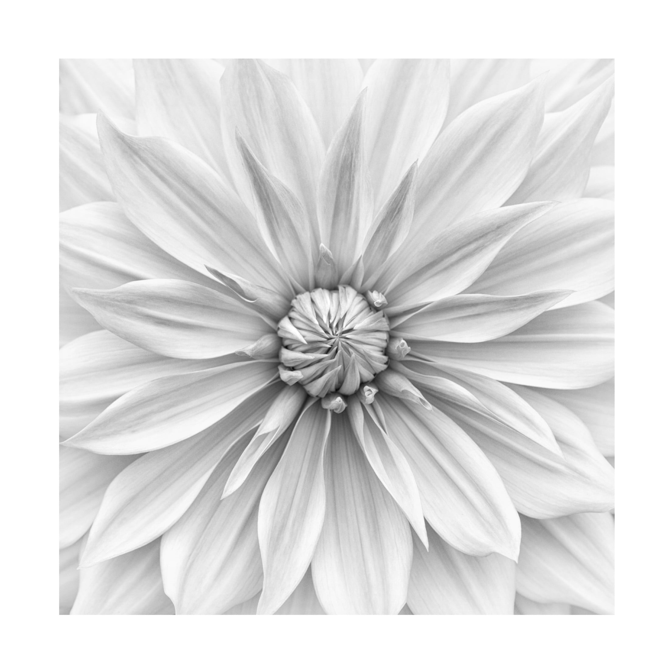 Canvas Wall Art - Lotte Gronkjar 'Hamari Gold In Monochrome' Wall Art for Living Room, Bedroom, or Office D?cor by Trademark Fine Art - 24 x 24 Inches