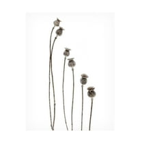 Canvas Wall Art - Lotte Gronkjar 'Last Years Flowering Poppies' Wall Art for Living Room, Bedroom, or Office Décor by Trademark Fine Art - 14 x 19 Inches