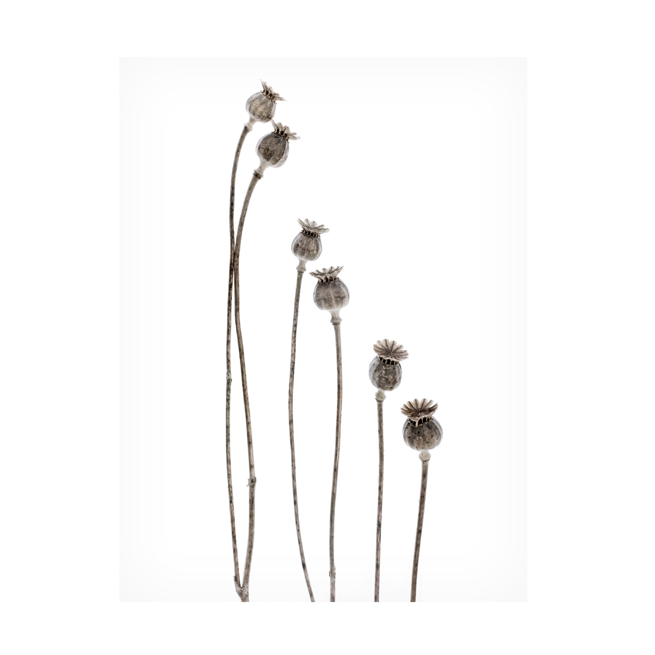 Canvas Wall Art - Lotte Gronkjar 'Last Years Flowering Poppies' Wall Art for Living Room, Bedroom, or Office Décor by Trademark Fine Art - 35 x 47 Inches