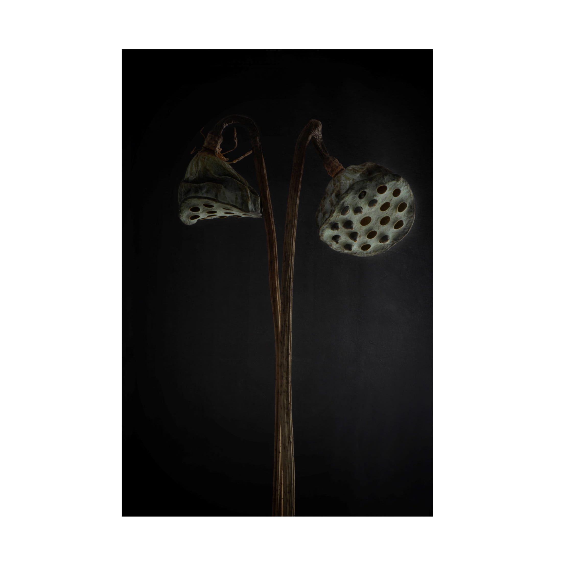 Canvas Wall Art - Lotte Gronkjar 'Lotus Heads  Dried' Wall Art for Living Room, Bedroom, or Office Décor by Trademark Fine Art - 16 x 24 Inches