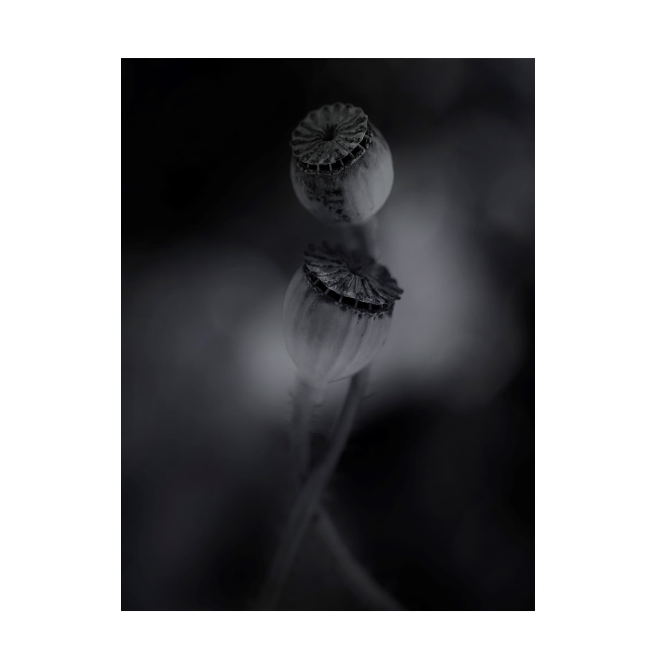 Canvas Wall Art - Lotte Gronkjar 'Old Poppies' Wall Art for Living Room, Bedroom, or Office Décor by Trademark Fine Art - 14 x 19 Inches