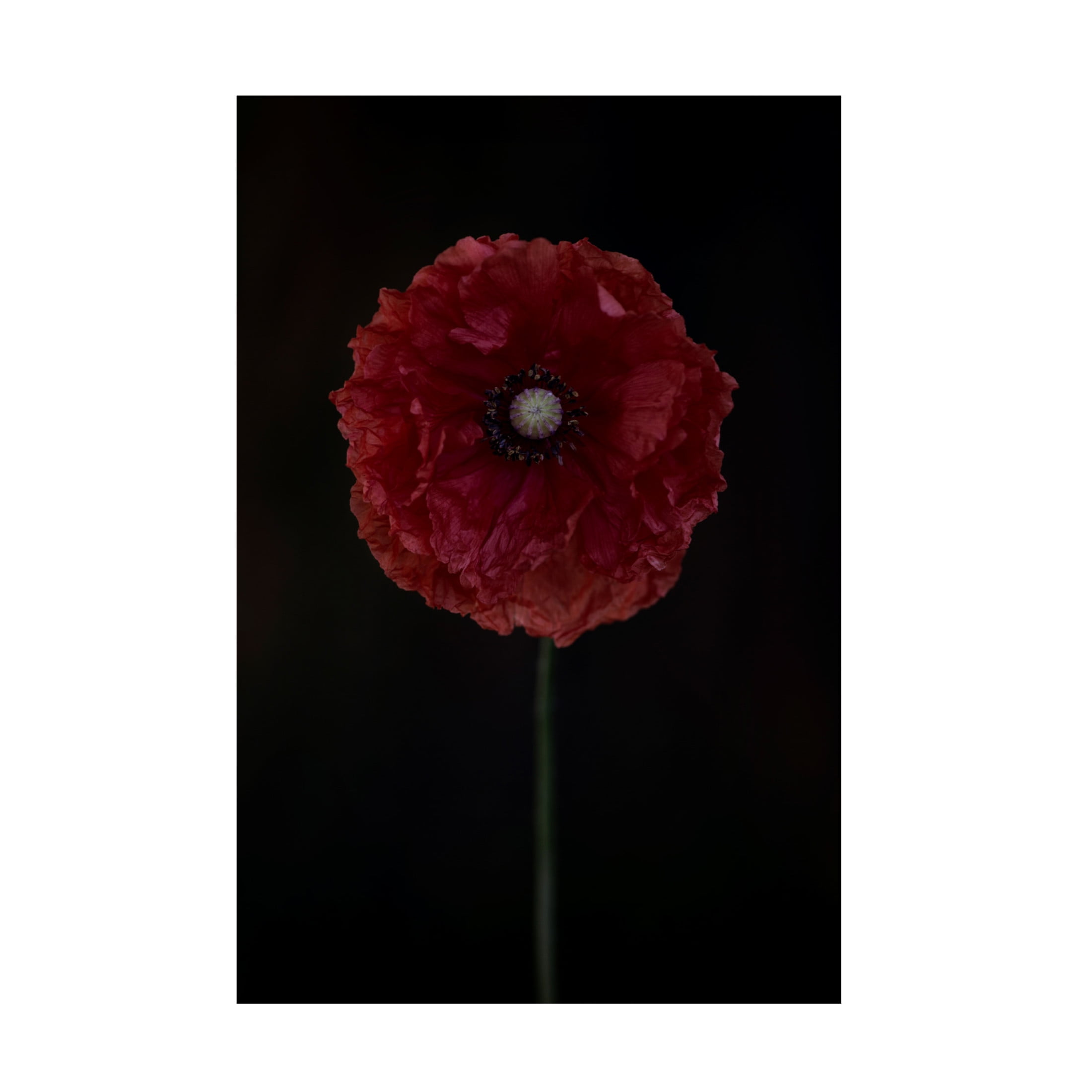 Canvas Wall Art - Lotte Gronkjar 'One Red Poppy' Wall Art for Living Room, Bedroom, or Office D?cor by Trademark Fine Art - 30 x 47 Inches