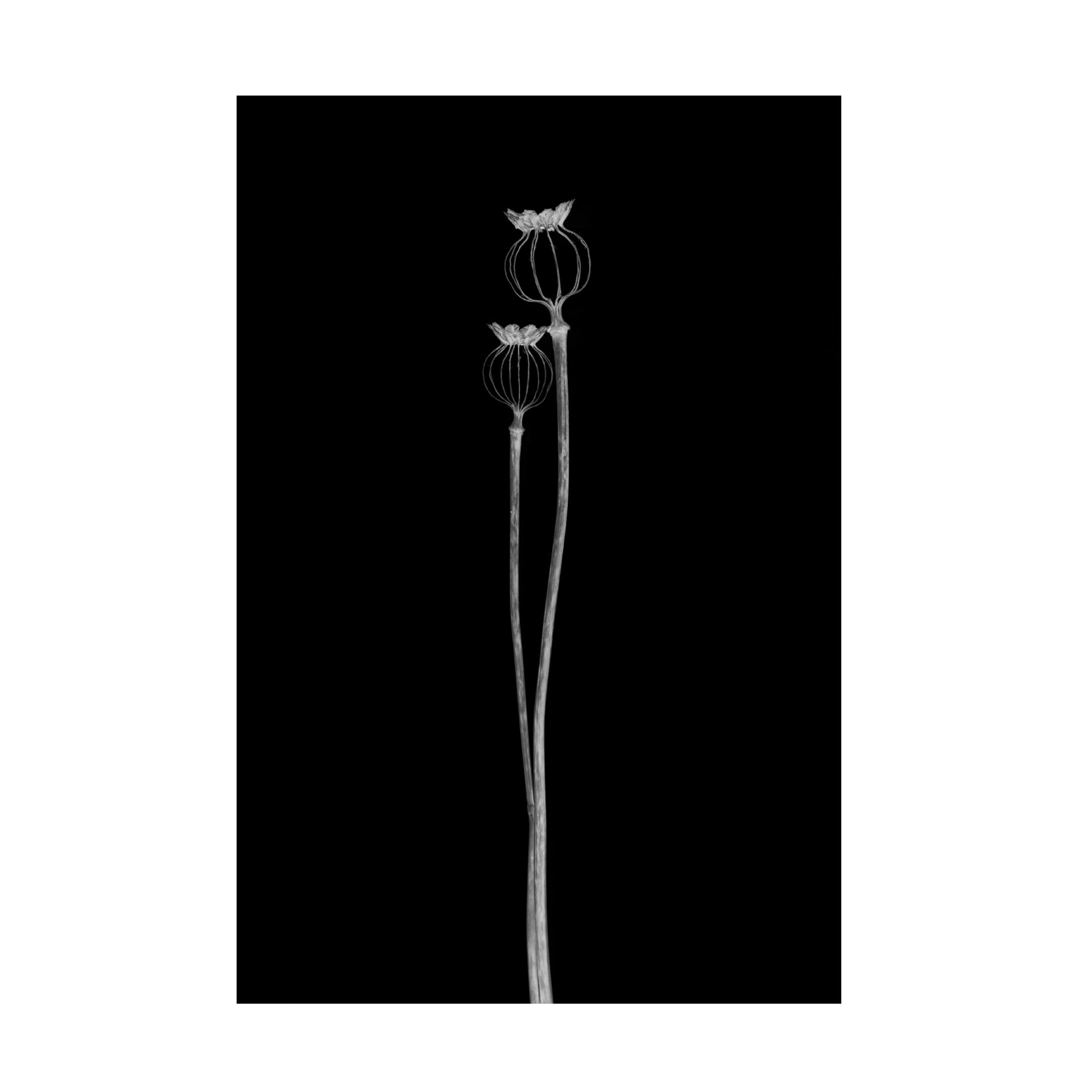 Canvas Wall Art - Lotte Gronkjar 'Poppy Pods' Wall Art for Living Room, Bedroom, or Office Décor by Trademark Fine Art - 22 x 32 Inches