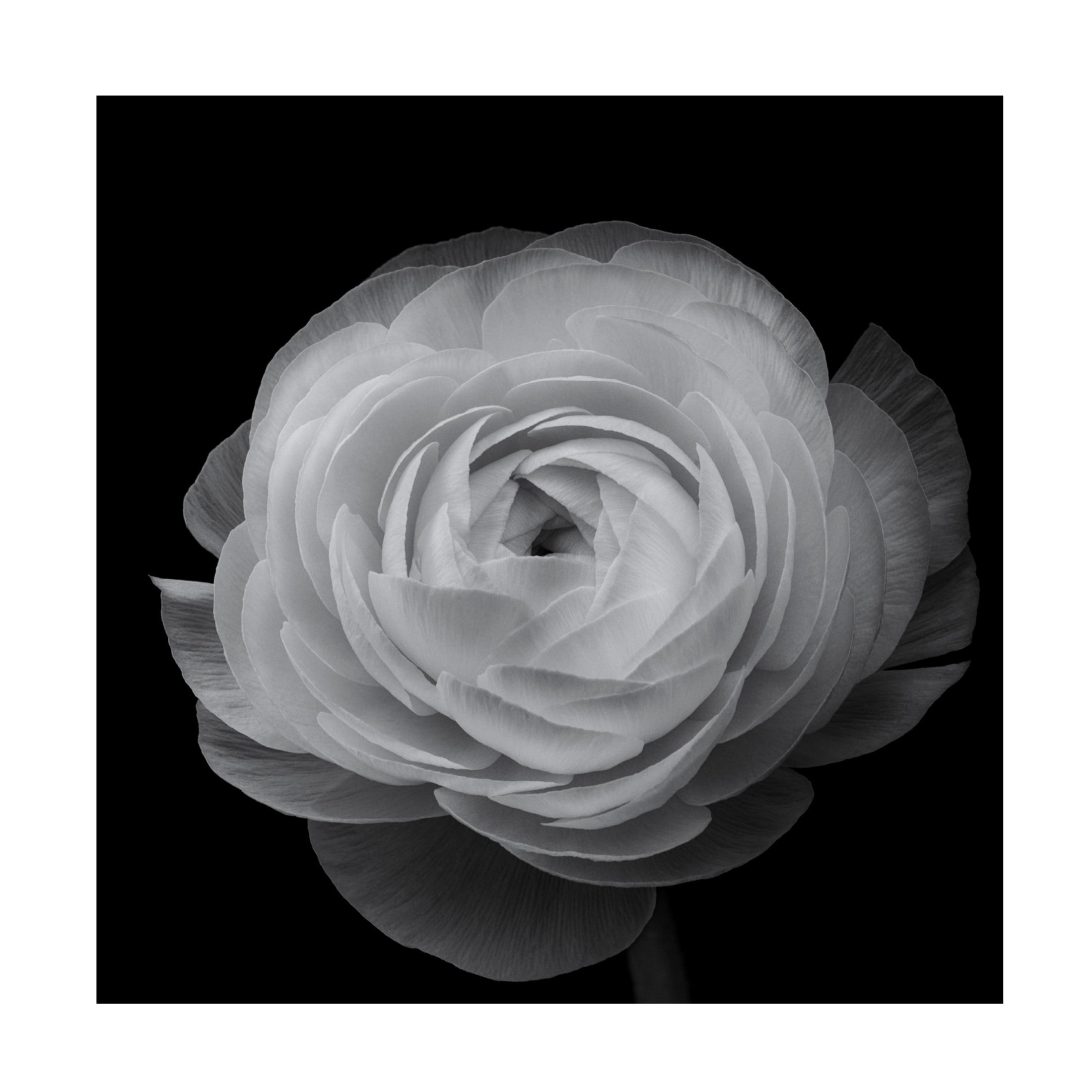 Canvas Wall Art - Lotte Gronkjar 'Ranunculus' Wall Art for Living Room, Bedroom, or Office D?cor by Trademark Fine Art - 24 x 24 Inches