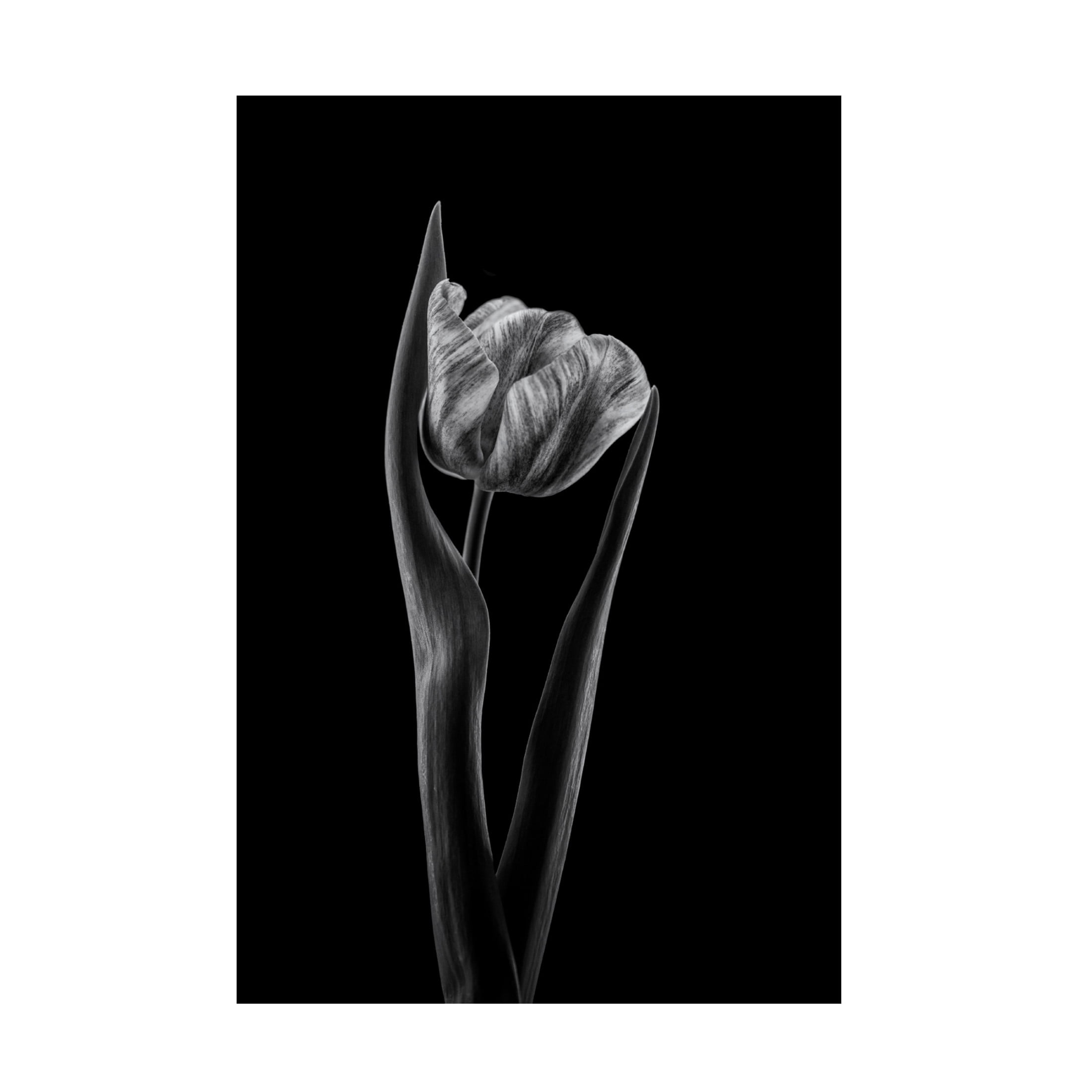 Canvas Wall Art - Lotte Gronkjar 'Rembrandt Tulip' Wall Art for Living Room, Bedroom, or Office Décor by Trademark Fine Art - 16 x 24 Inches