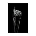 thumbnail image 1 of Canvas Wall Art - Lotte Gronkjar 'Rembrandt Tulip' Wall Art for Living Room, Bedroom, or Office Décor by Trademark Fine Art - 16 x 24 Inches, 1 of 4