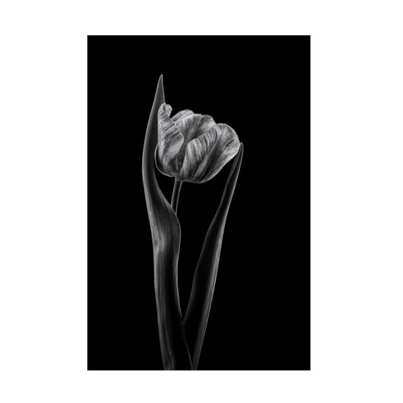 Canvas Wall Art - Lotte Gronkjar 'Rembrandt Tulip' Wall Art for Living Room, Bedroom, or Office Décor by Trademark Fine Art - 16 x 24 Inches