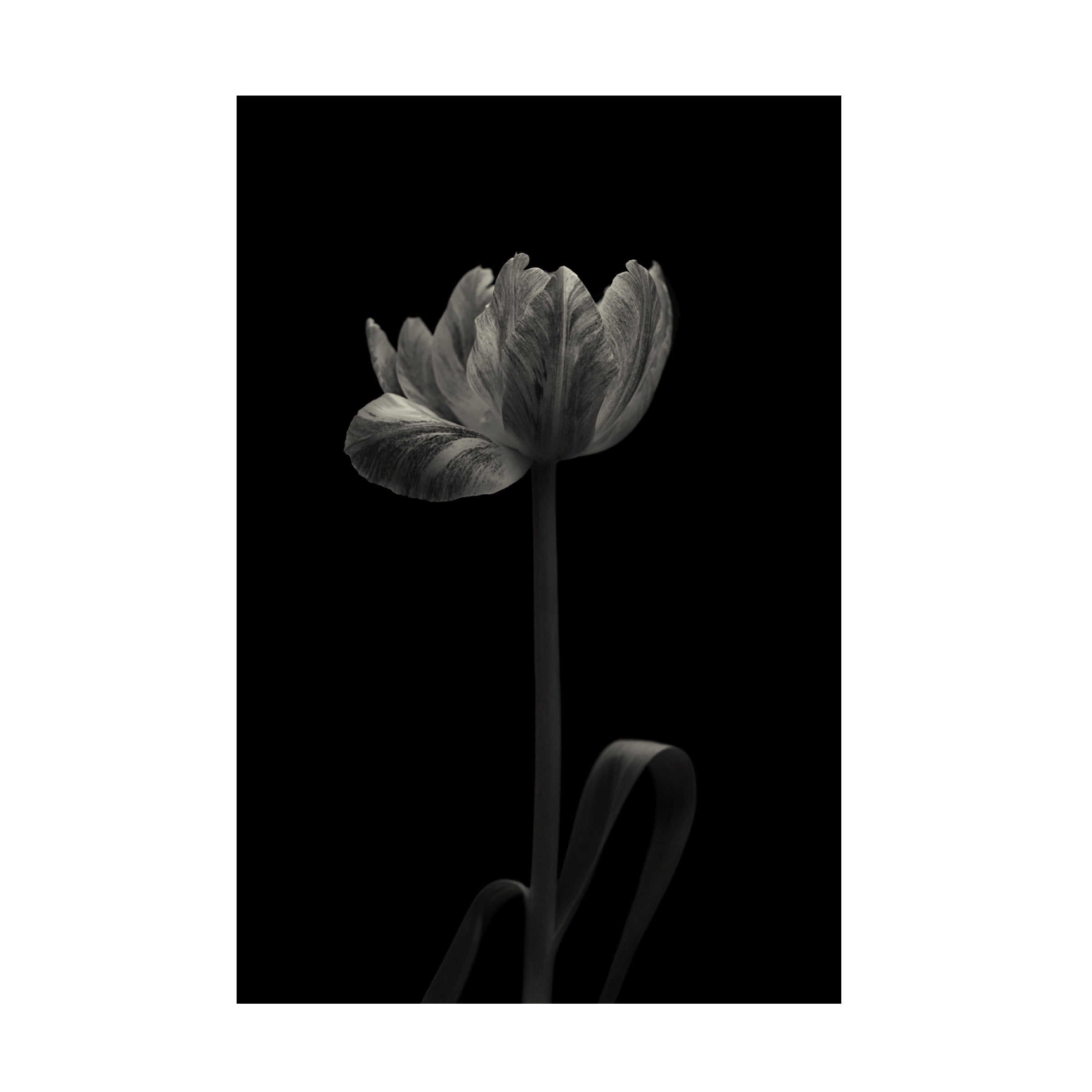 Canvas Wall Art - Lotte Gronkjar 'Tulip Mania' Wall Art for Living Room, Bedroom, or Office DÃ©cor by Trademark Fine Art - 16 x 24 Inches