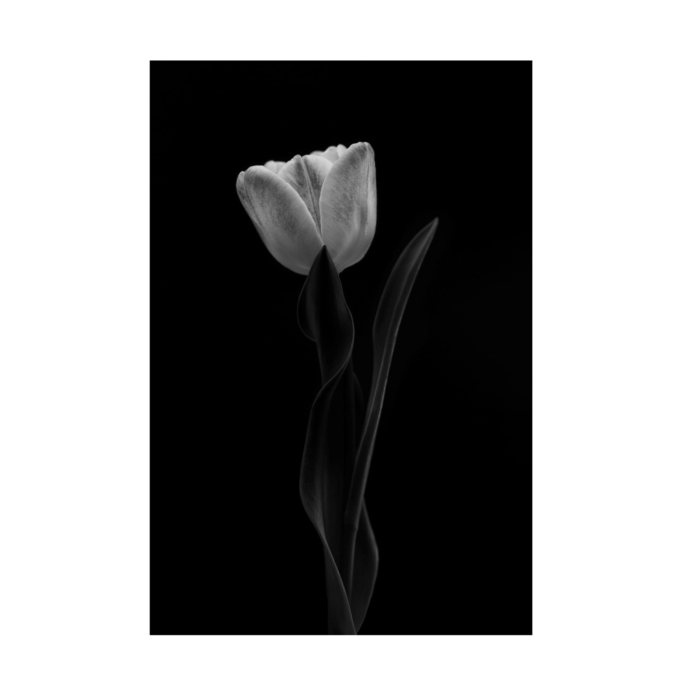 Canvas Wall Art - Lotte Gronkjar 'Tulip' Wall Art for Living Room, Bedroom, or Office Décor by Trademark Fine Art - 12 x 19 Inches