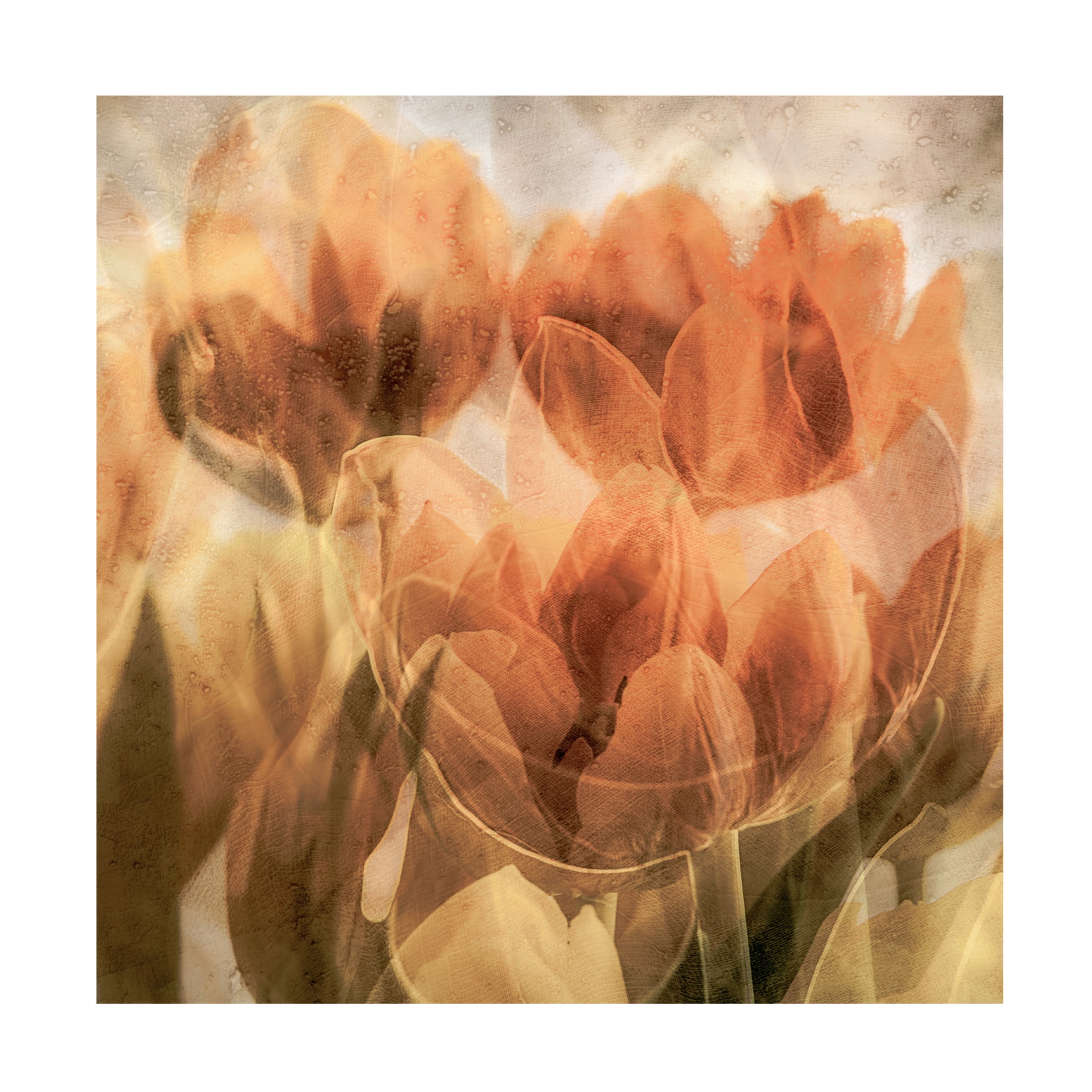 Canvas Wall Art - Luc Vangindertael (Lagrange) 'Tulips' Wall Art for Living Room, Bedroom, or Office D?cor by Trademark Fine Art - 14 x 14 Inches