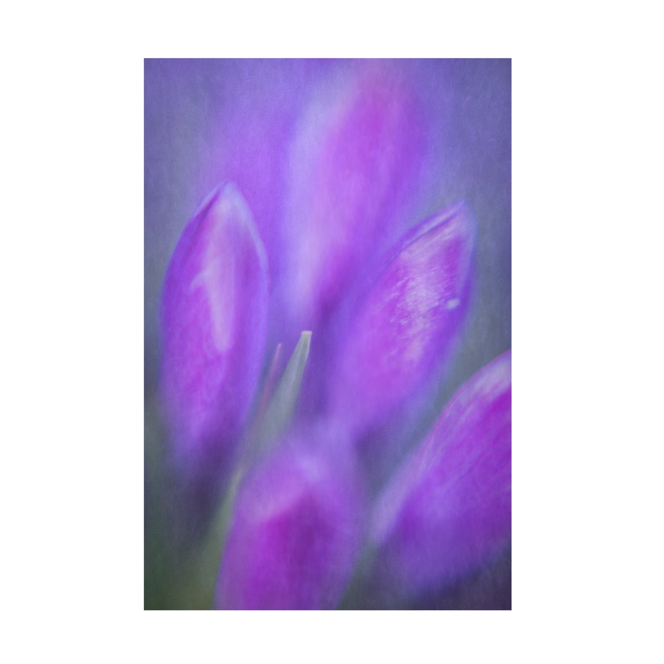 Canvas Wall Art - Ludwig Riml 'Crocouse Bouquet' Wall Art for Living Room, Bedroom, or Office Décor by Trademark Fine Art - 12 x 19 Inches