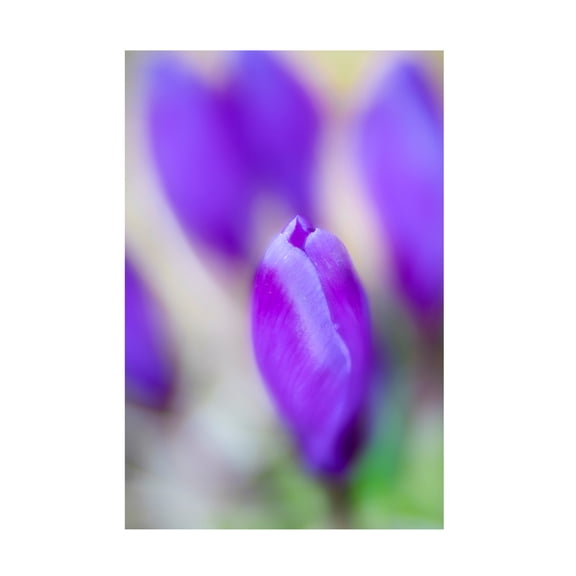 Canvas Wall Art - Ludwig Riml 'Violet Dreams' Wall Art for Living Room, Bedroom, or Office Décor by Trademark Fine Art - 12 x 19 Inches
