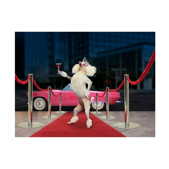 Canvas Wall Art - Lund Roeser 'Poodle Premier' Wall Art for Living Room, Bedroom, or Office Décor by Trademark Fine Art - 19 x 14 Inches