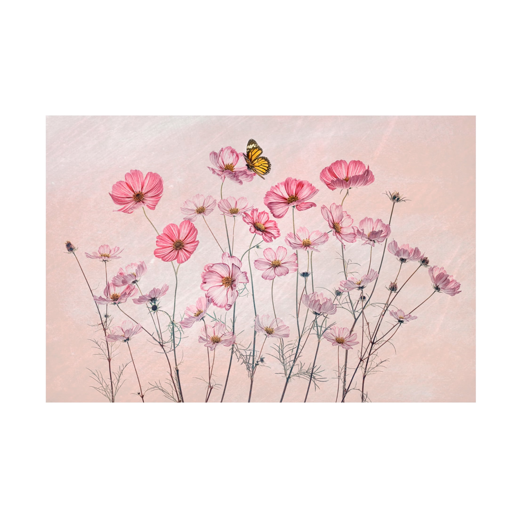 Canvas Wall Art - Lydia Jacobs 'Cosmos And Butterfly' Wall Art for Living Room, Bedroom, or Office Décor by Trademark Fine Art - 24 x 16 Inches