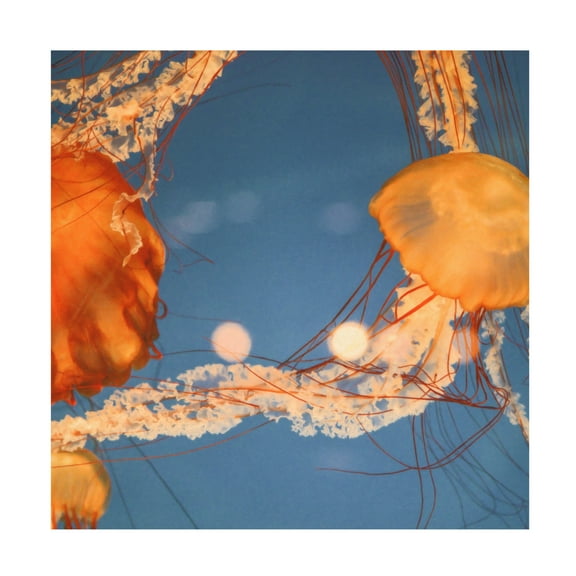 Canvas Wall Art - Lynann Colligan 'Jelly Fish 1' Wall Art for Living Room, Bedroom, or Office Décor by Trademark Fine Art - 14 x 14 Inches