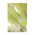 thumbnail image 1 of Canvas Wall Art - Lynann Colligan 'Palm Leaves No. 2' Wall Art for Living Room, Bedroom, or Office Décor by Trademark Fine Art - 16 x 24 Inches, 1 of 4