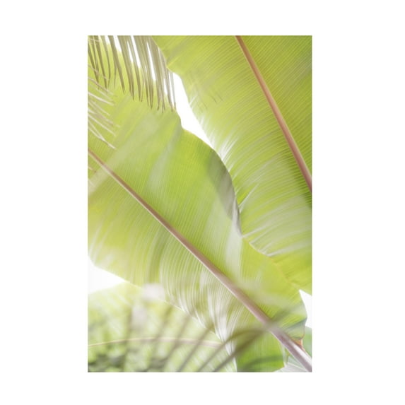 Canvas Wall Art - Lynann Colligan 'Palm Leaves No. 2' Wall Art for Living Room, Bedroom, or Office Décor by Trademark Fine Art - 16 x 24 Inches