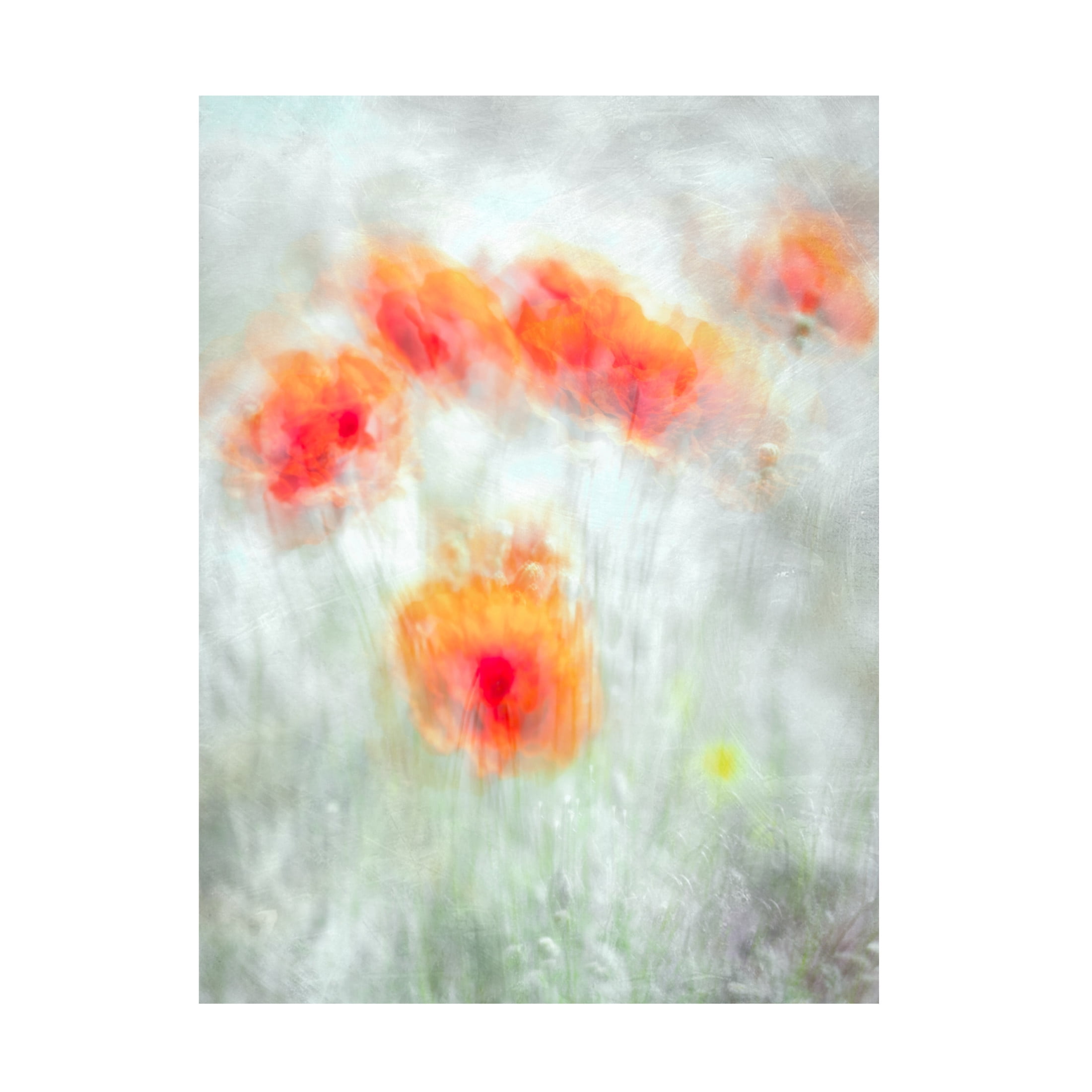 Canvas Wall Art - Majid Behzad 'Red Corn Flowers' Wall Art for Living Room, Bedroom, or Office Décor by Trademark Fine Art - 14 x 19 Inches