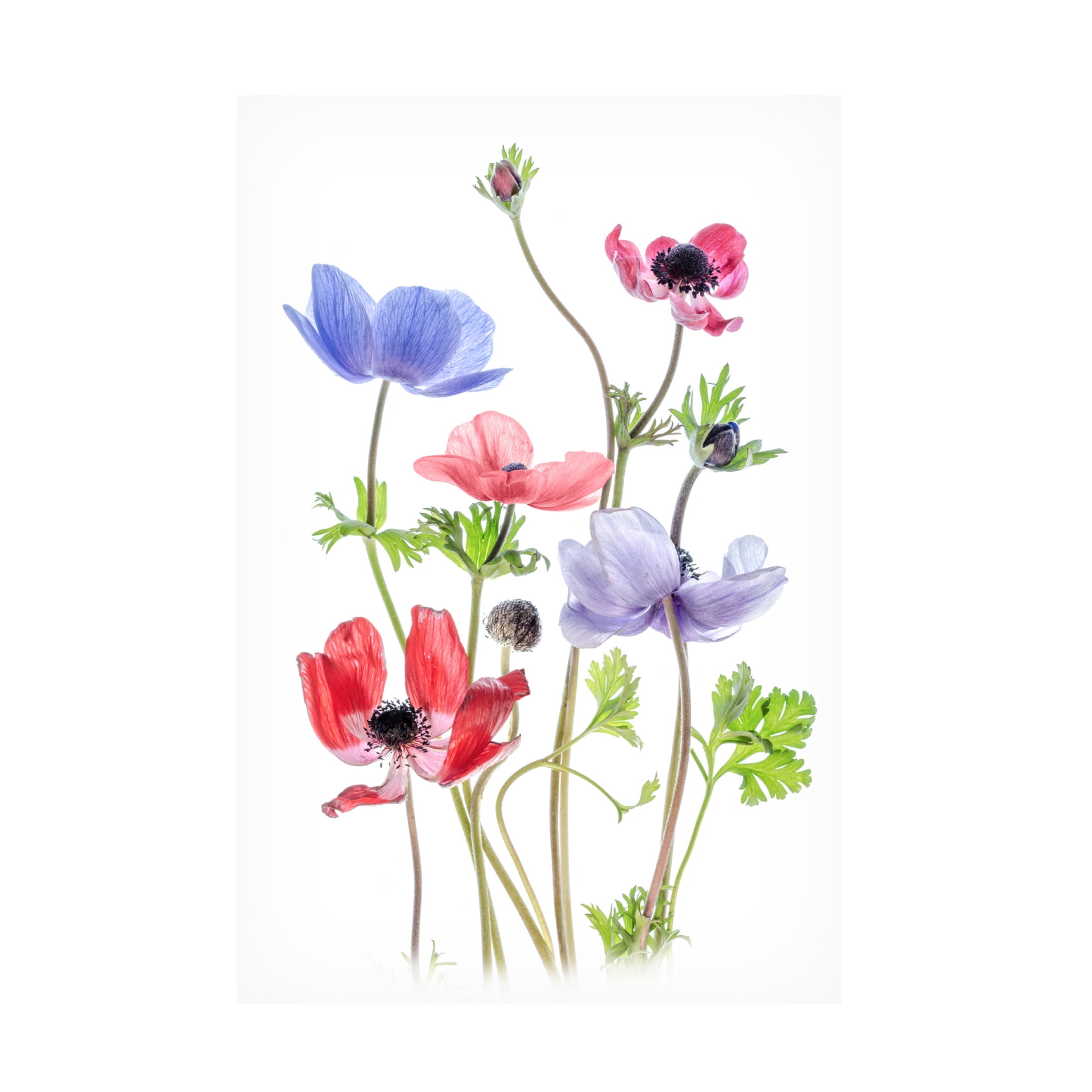 Canvas Wall Art - Mandy Disher 'Anemone De Caen' Wall Art for Living Room, Bedroom, or Office Décor by Trademark Fine Art - 16 x 24 Inches