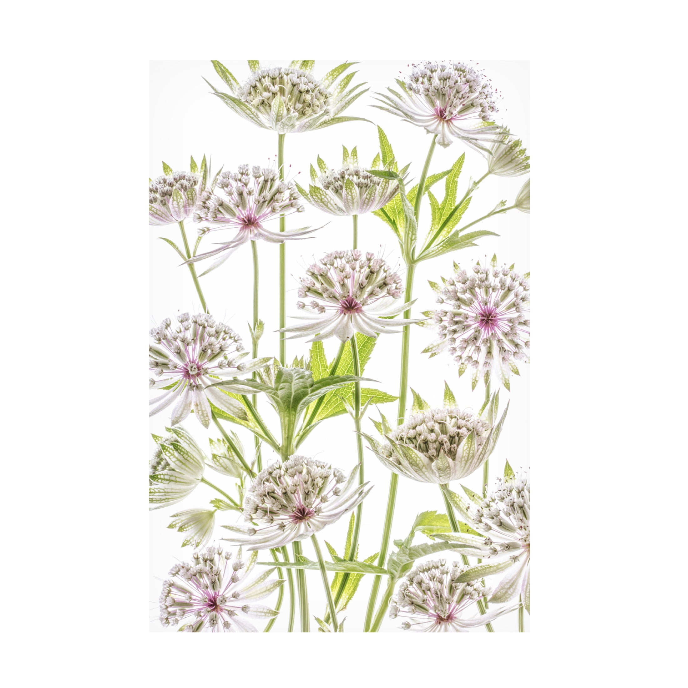 Canvas Wall Art - Mandy Disher ' Astrantia ' Wall Art for Living Room, Bedroom, or Office Décor by Trademark Fine Art - 22 x 32 Inches