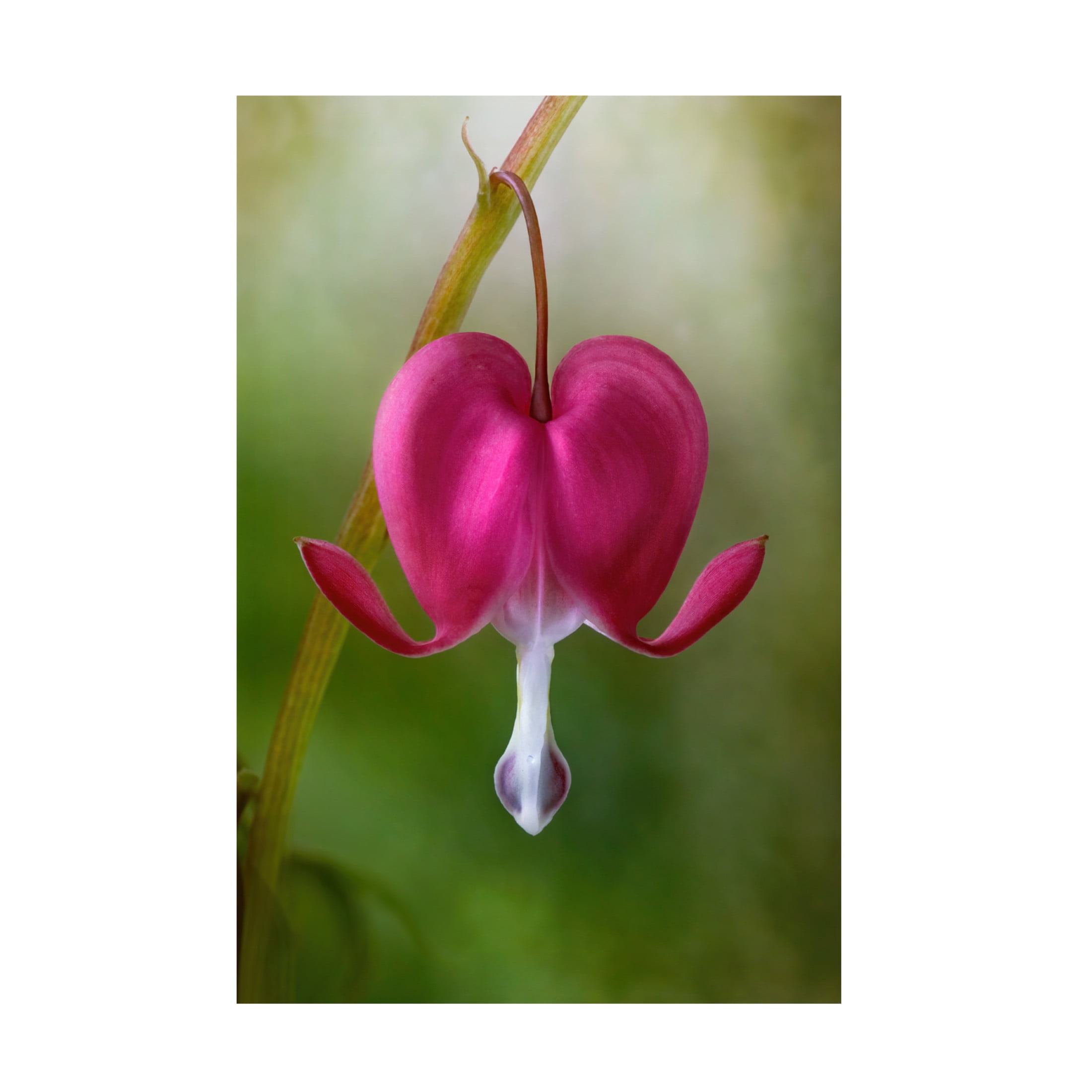 Canvas Wall Art - Mandy Disher 'Bleeding Heart' Wall Art for Living Room, Bedroom, or Office Décor by Trademark Fine Art - 16 x 24 Inches