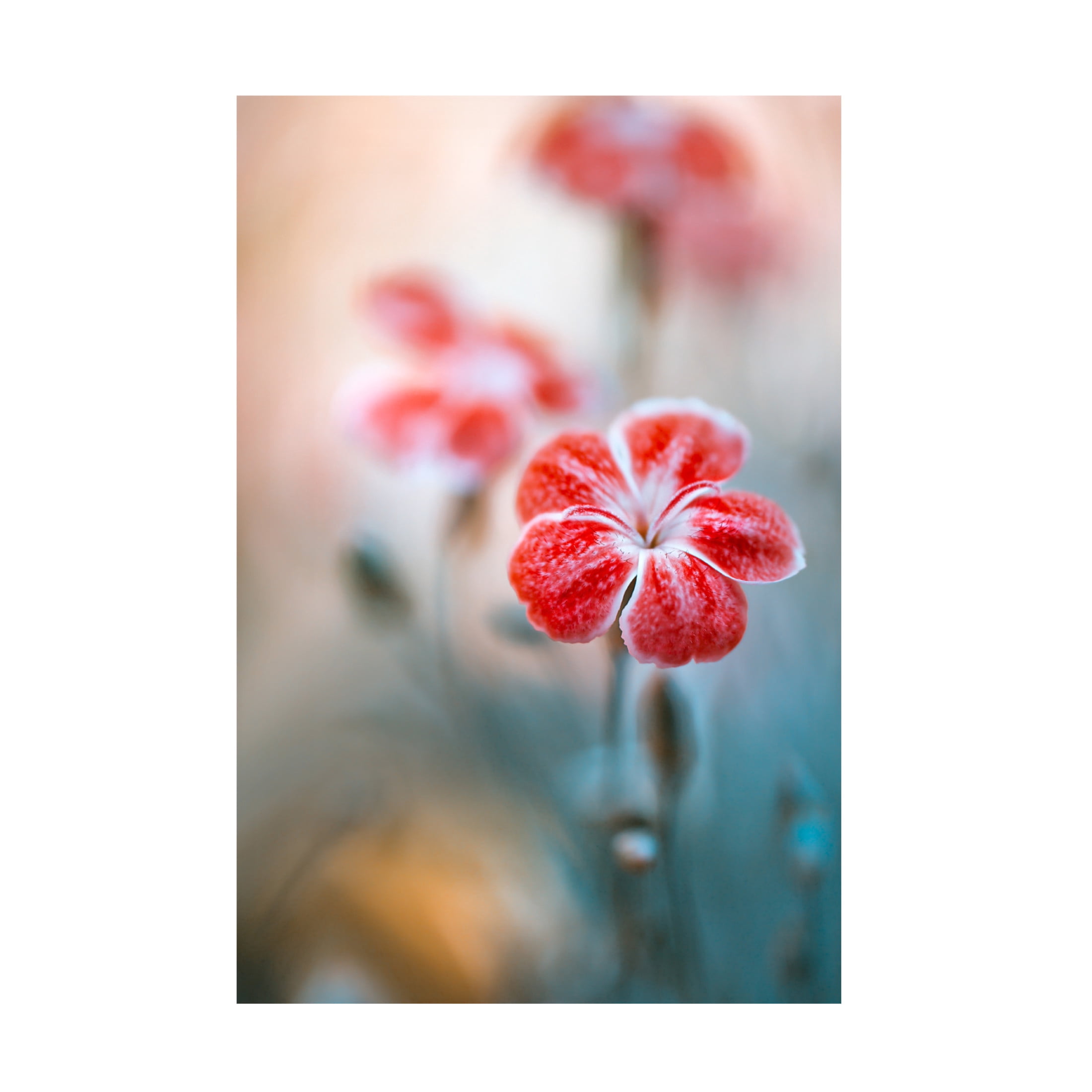 Canvas Wall Art - Mandy Disher 'Dianthus' Wall Art for Living Room, Bedroom, or Office D?cor by Trademark Fine Art - 12 x 19 Inches